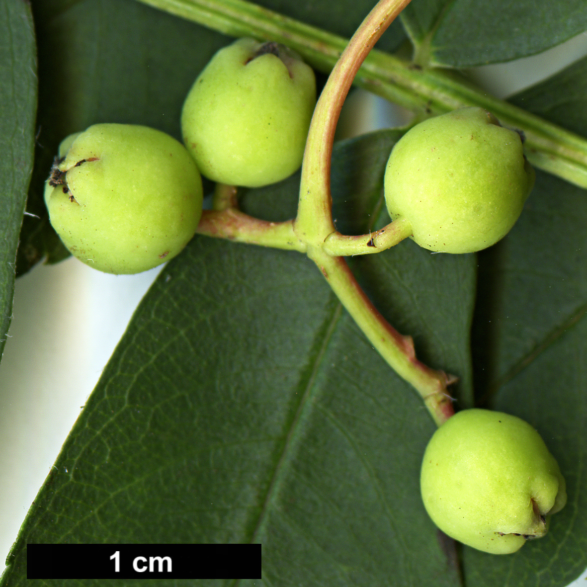 High resolution image: Family: Rosaceae - Genus: Sorbus - Taxon: glabriuscula