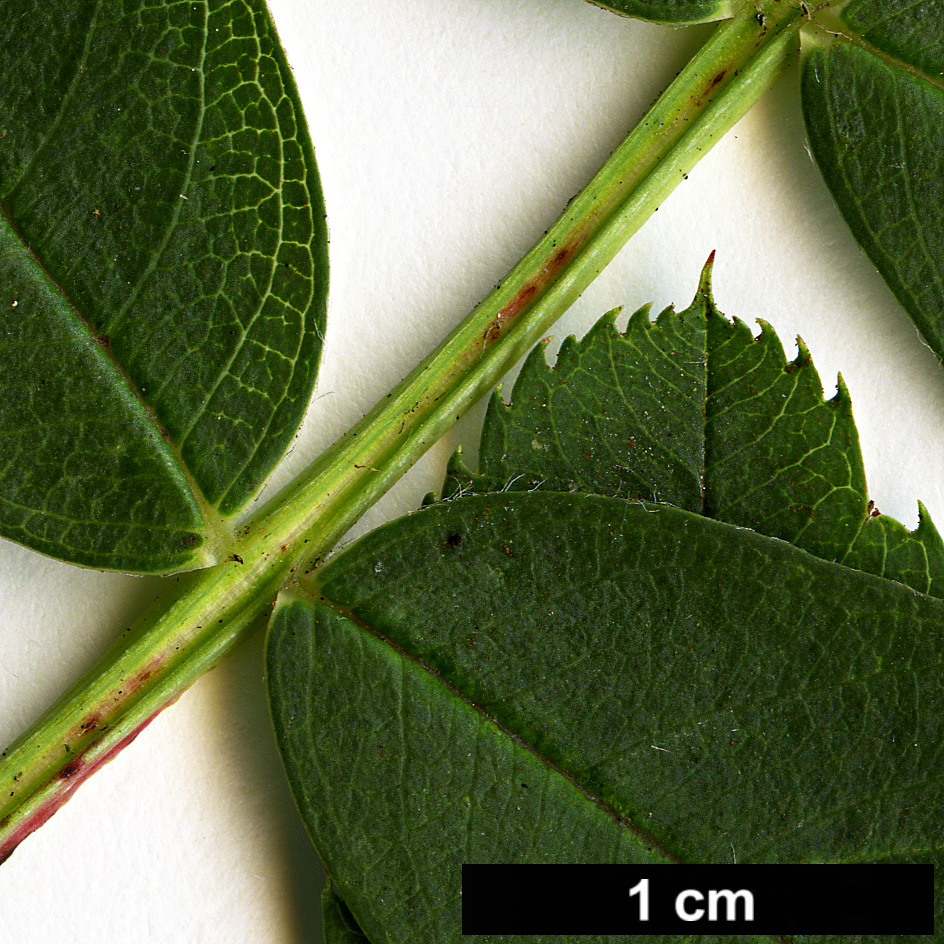 High resolution image: Family: Rosaceae - Genus: Sorbus - Taxon: glabriuscula