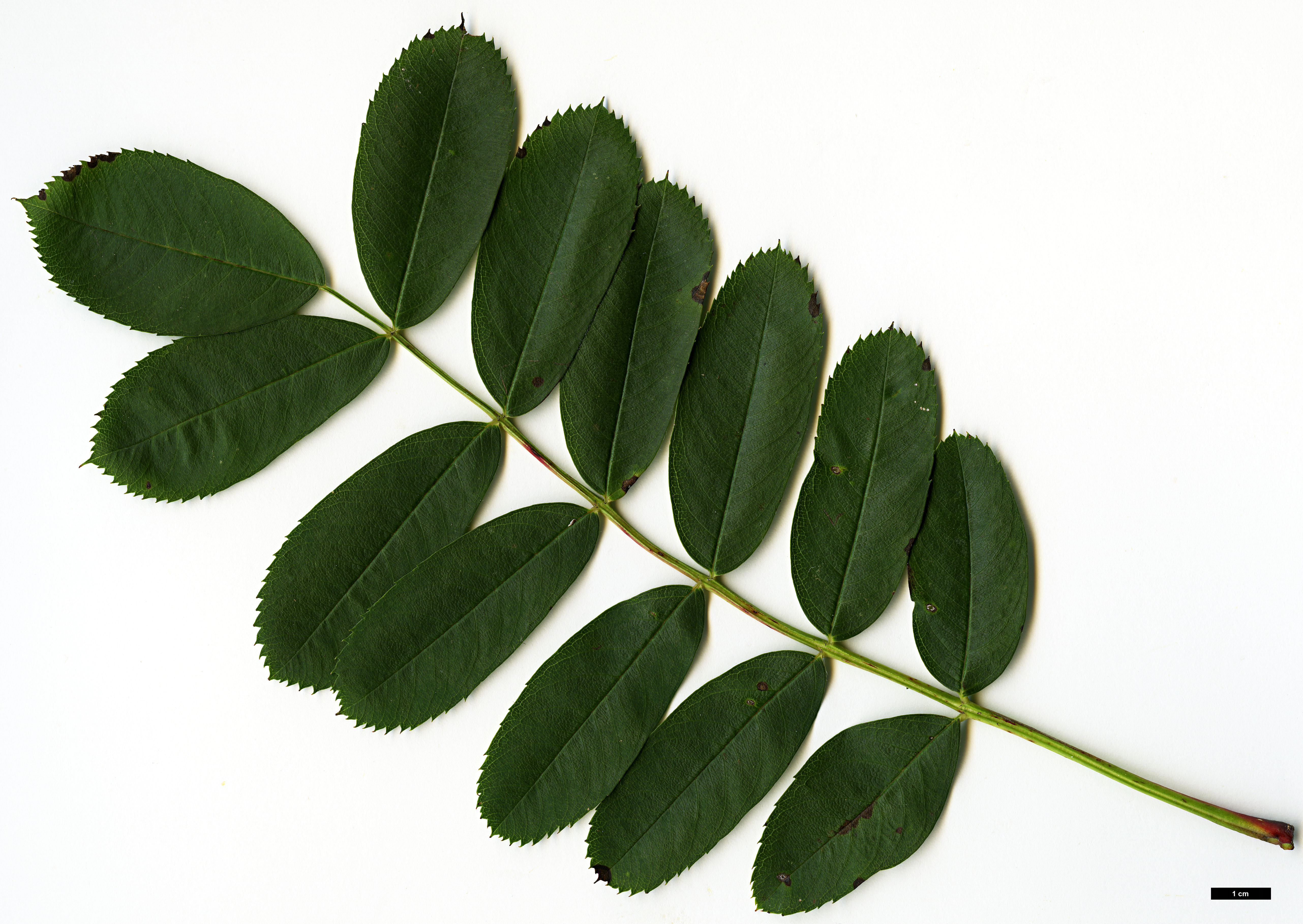 High resolution image: Family: Rosaceae - Genus: Sorbus - Taxon: glabriuscula