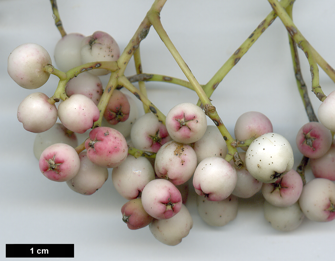 High resolution image: Family: Rosaceae - Genus: Sorbus - Taxon: glabriuscula