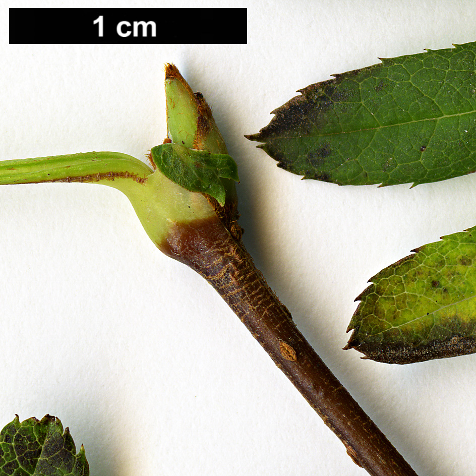 High resolution image: Family: Rosaceae - Genus: Sorbus - Taxon: glomerulata