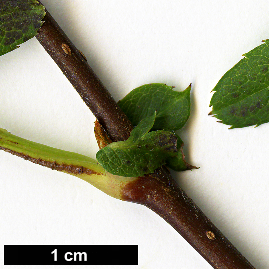 High resolution image: Family: Rosaceae - Genus: Sorbus - Taxon: glomerulata