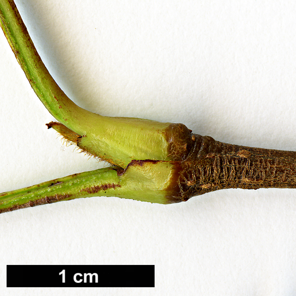 High resolution image: Family: Rosaceae - Genus: Sorbus - Taxon: glomerulata