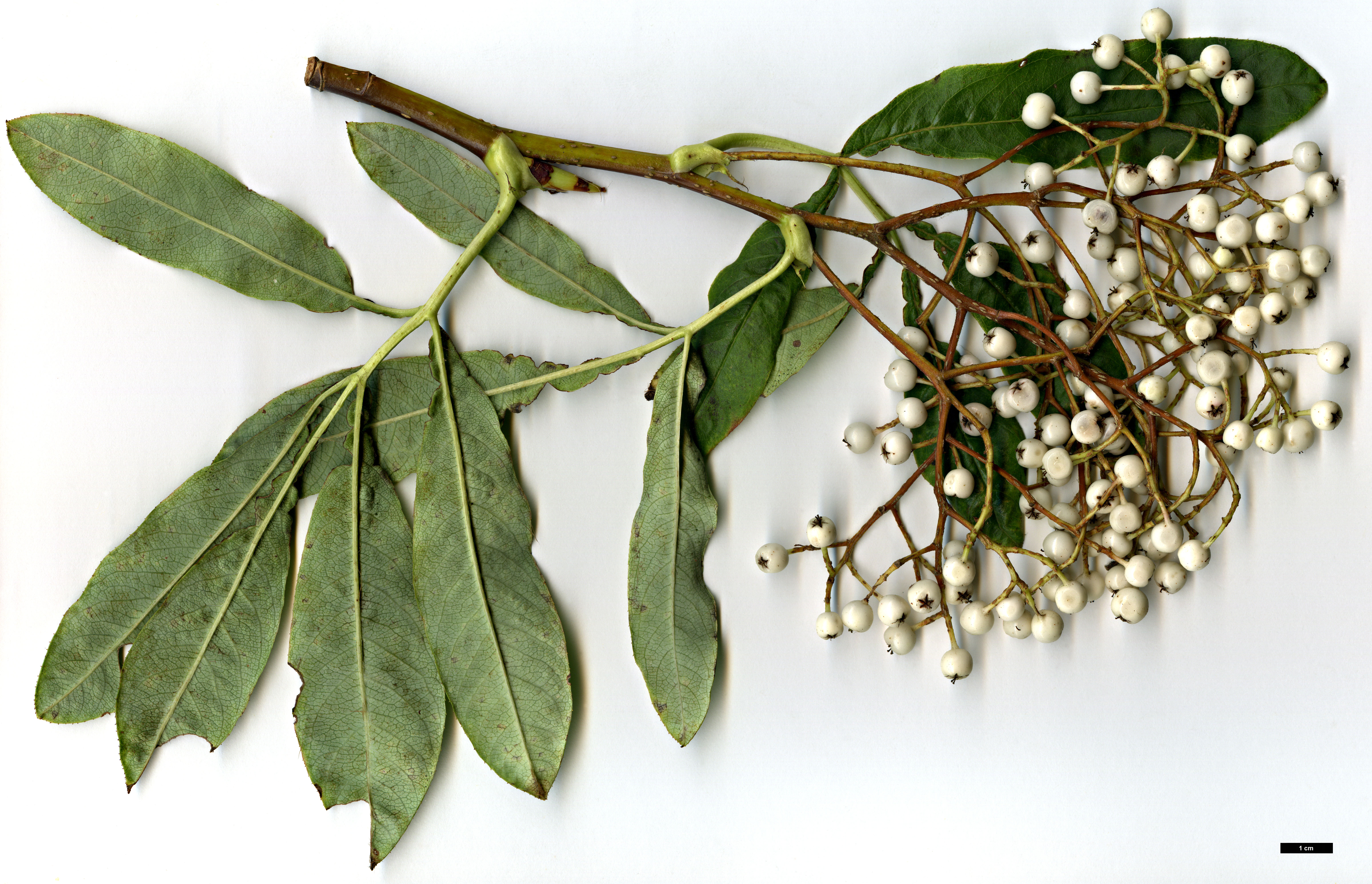 High resolution image: Family: Rosaceae - Genus: Sorbus - Taxon: harrowiana