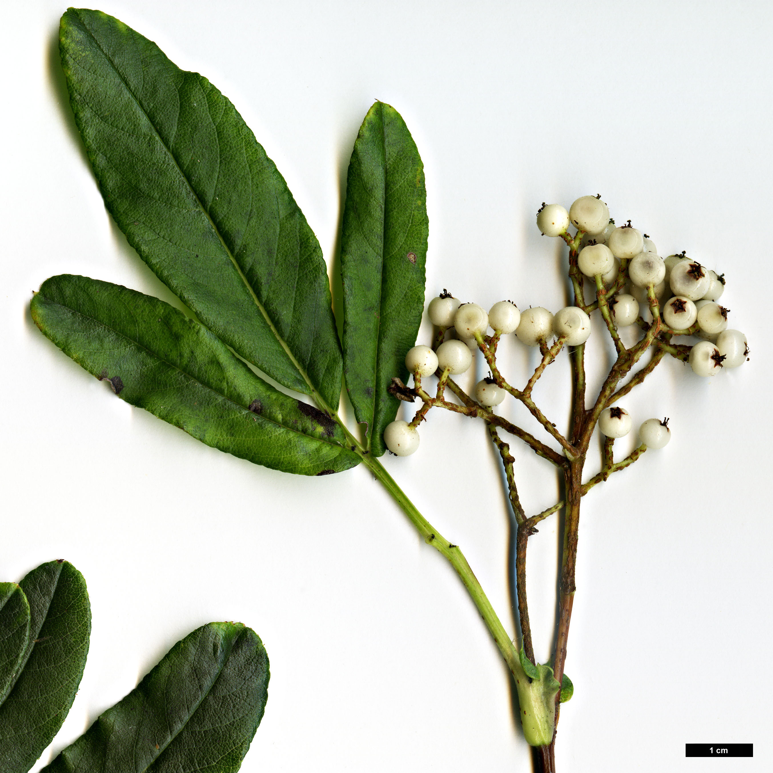 High resolution image: Family: Rosaceae - Genus: Sorbus - Taxon: harrowiana