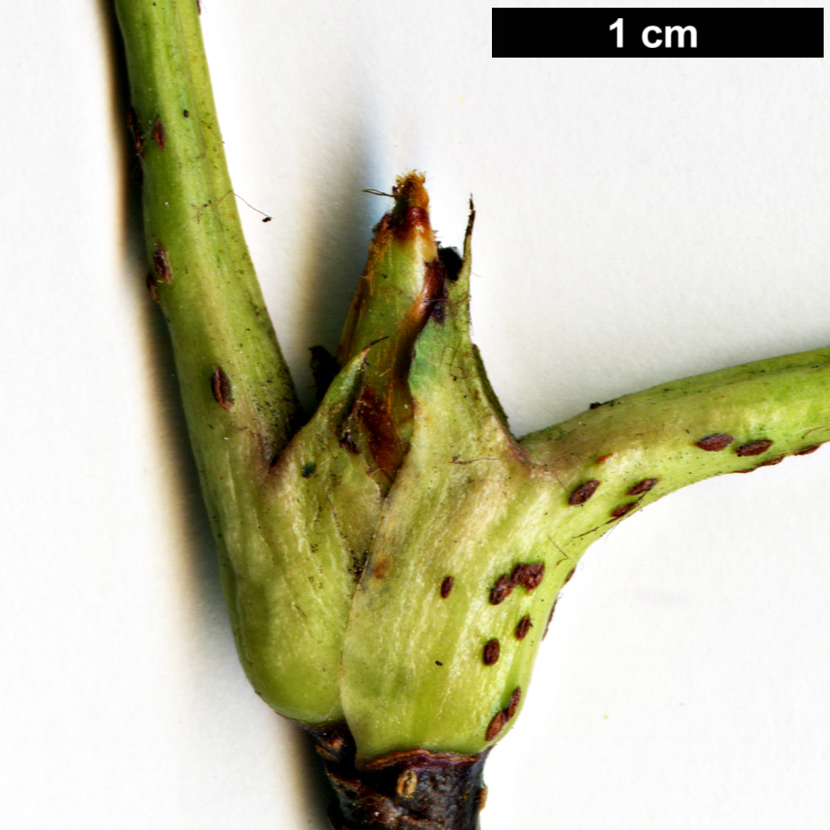 High resolution image: Family: Rosaceae - Genus: Sorbus - Taxon: harrowiana