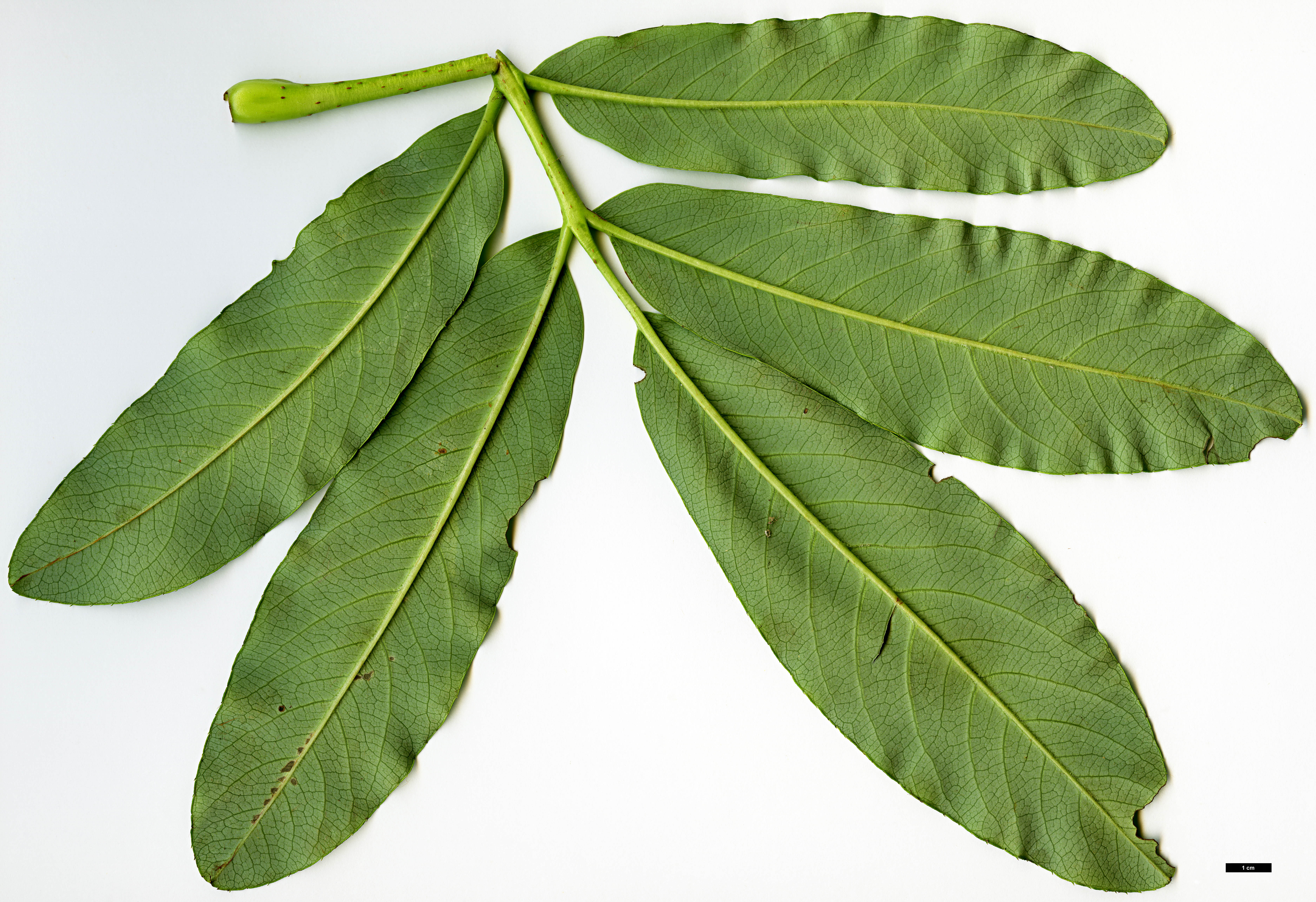 High resolution image: Family: Rosaceae - Genus: Sorbus - Taxon: harrowiana