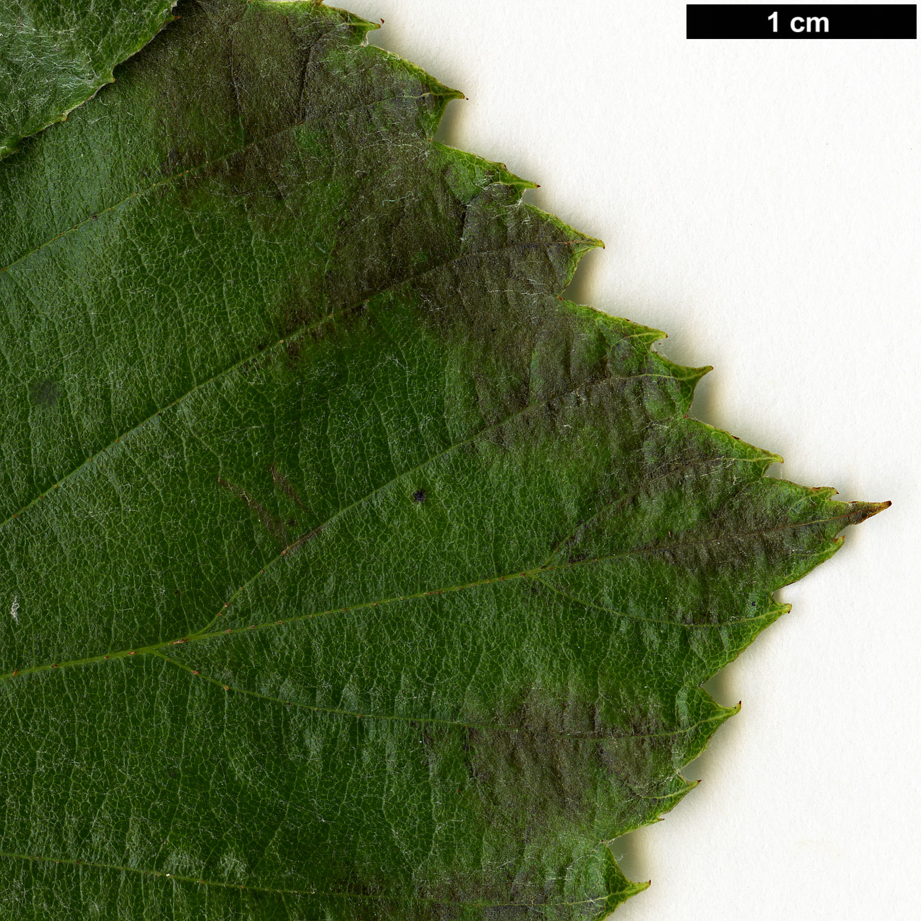 High resolution image: Family: Rosaceae - Genus: Sorbus - Taxon: hedlundii