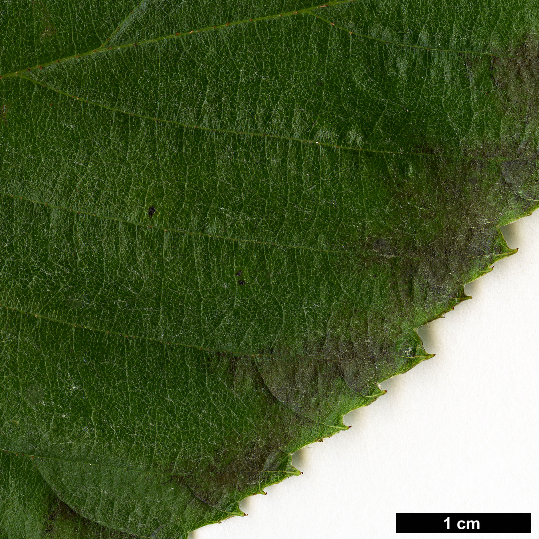 High resolution image: Family: Rosaceae - Genus: Sorbus - Taxon: hedlundii