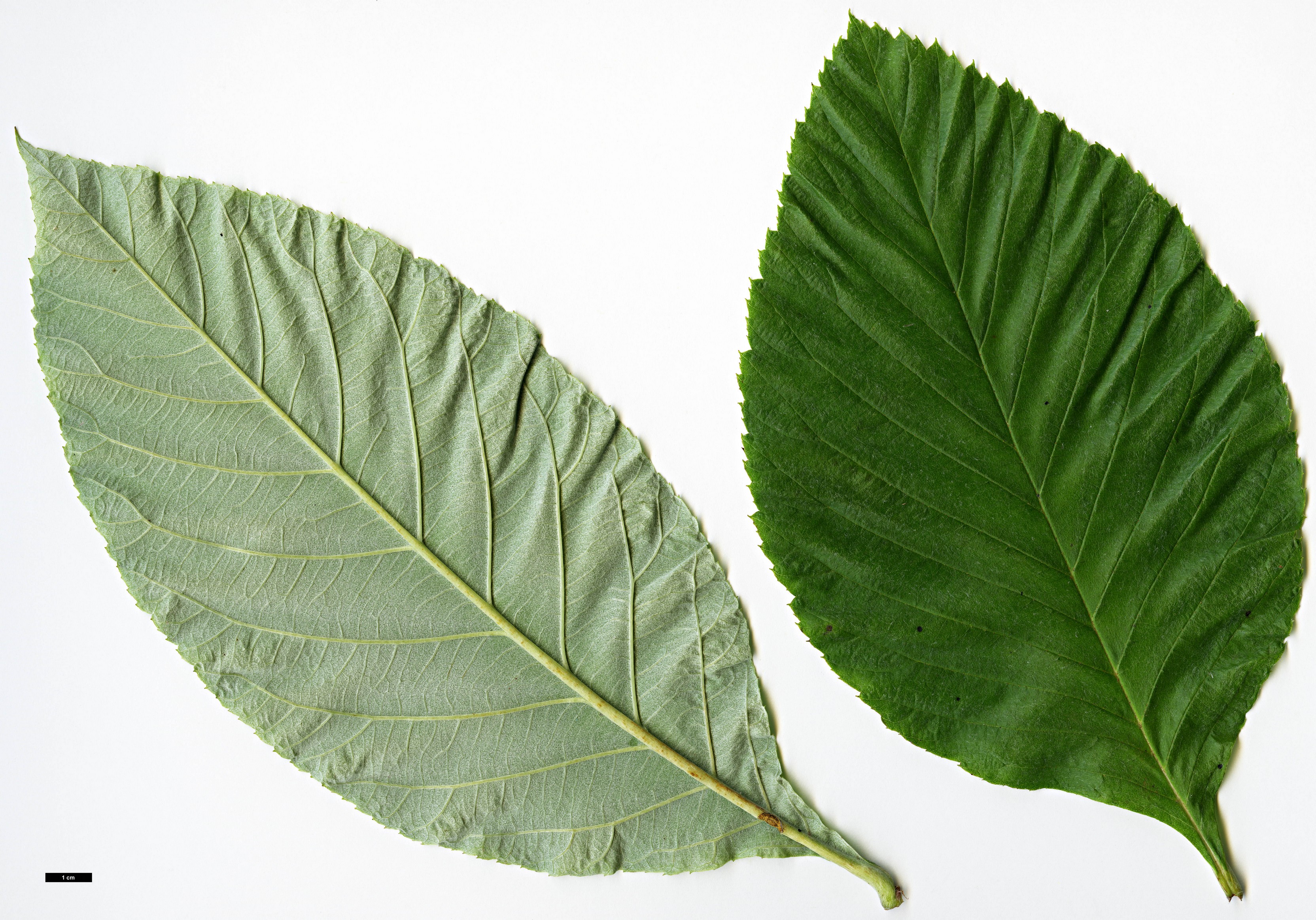 High resolution image: Family: Rosaceae - Genus: Sorbus - Taxon: hedlundii