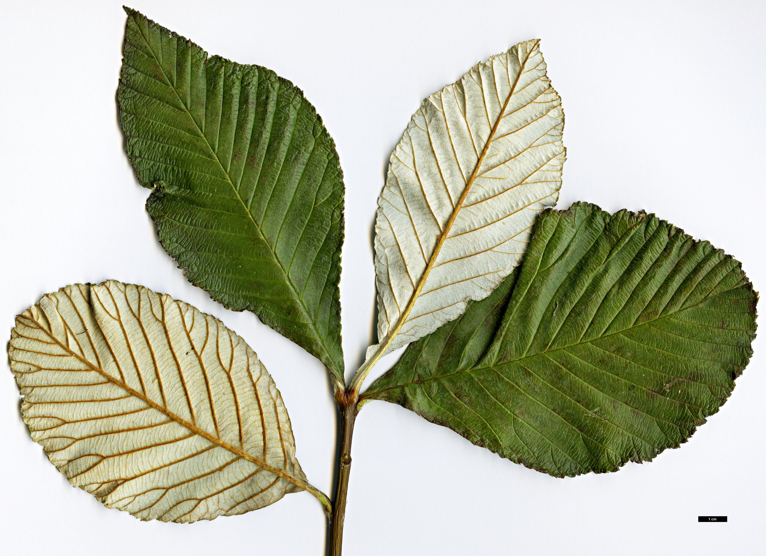 High resolution image: Family: Rosaceae - Genus: Sorbus - Taxon: hedlundii