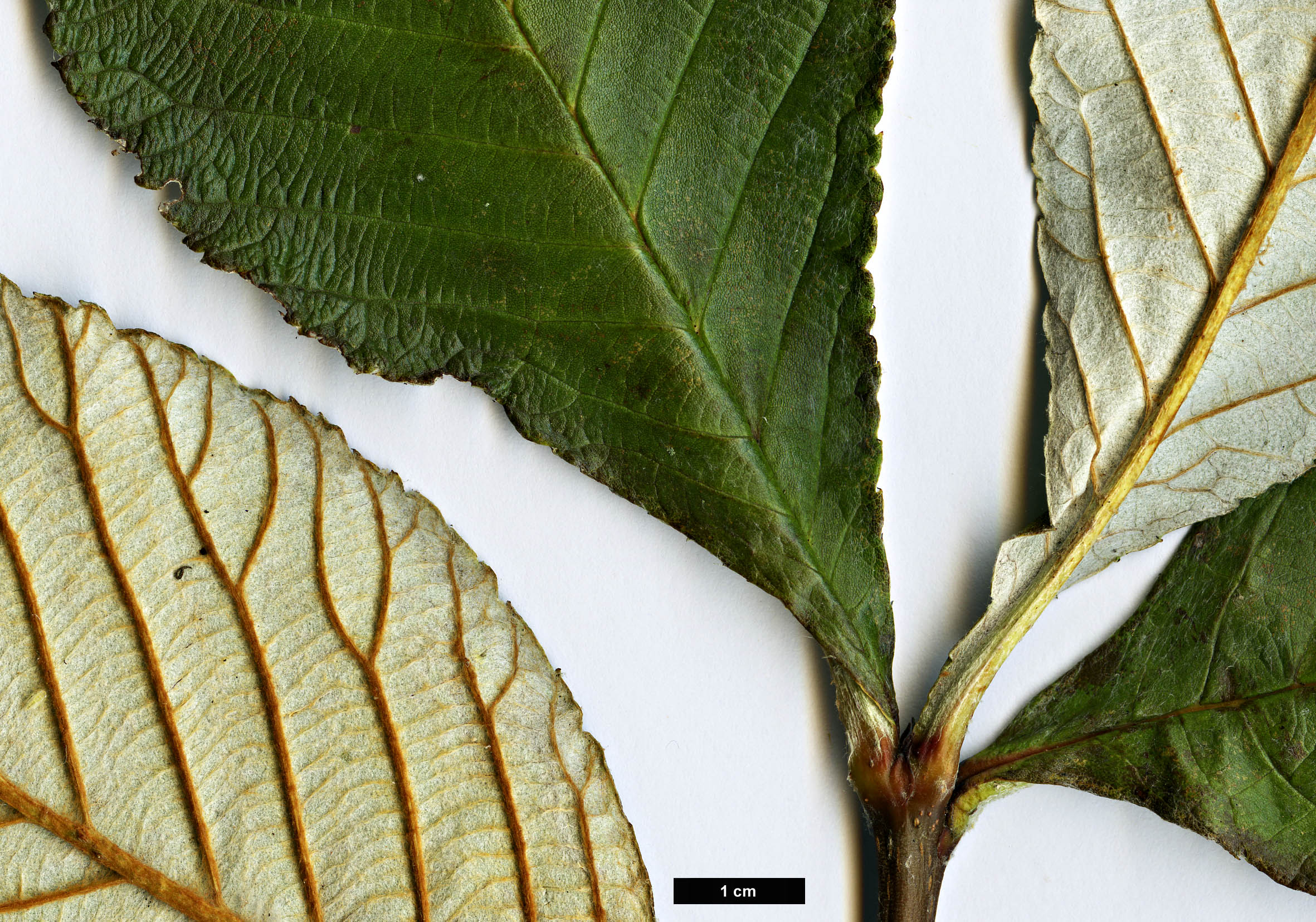 High resolution image: Family: Rosaceae - Genus: Sorbus - Taxon: hedlundii