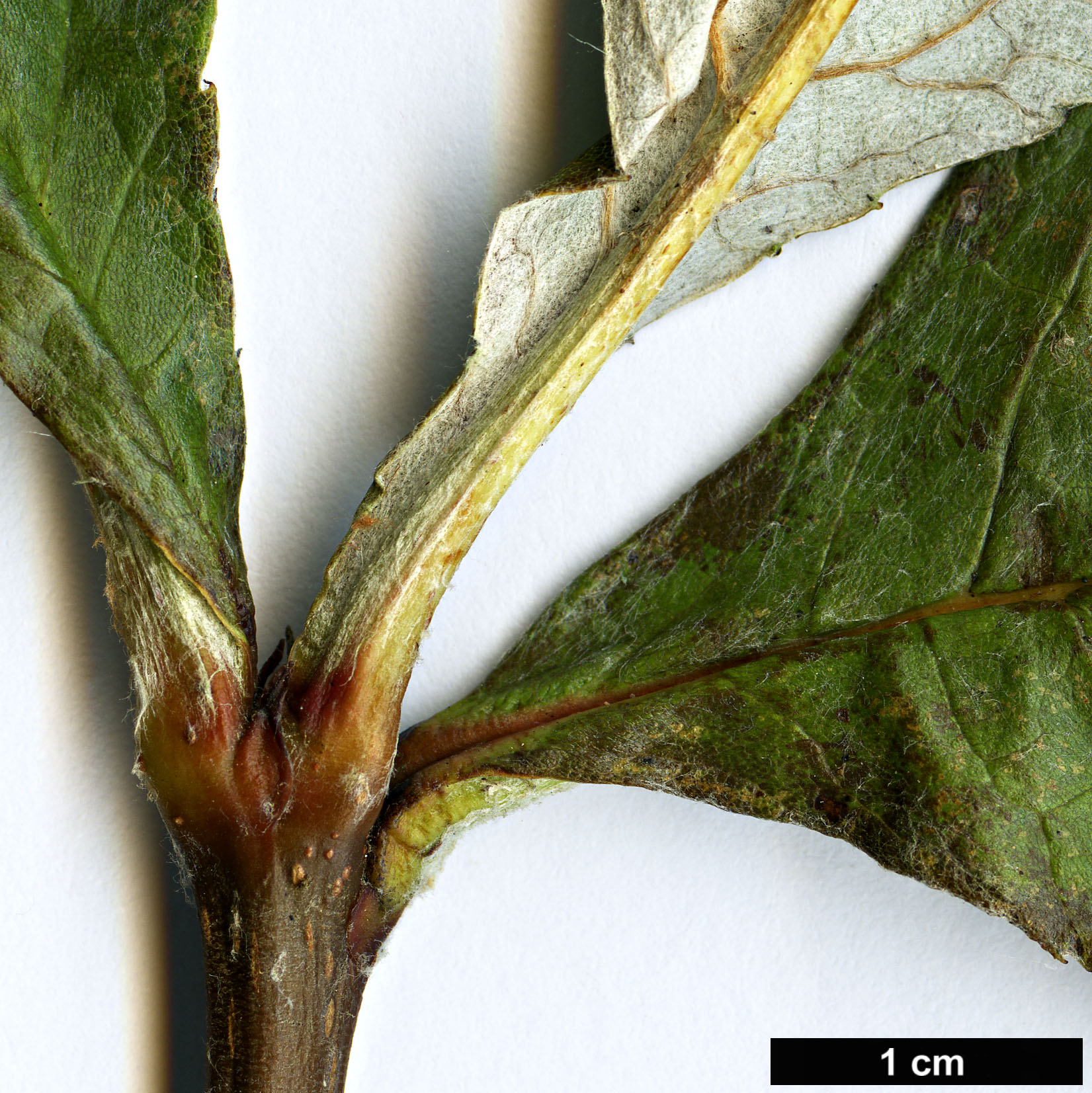 High resolution image: Family: Rosaceae - Genus: Sorbus - Taxon: hedlundii