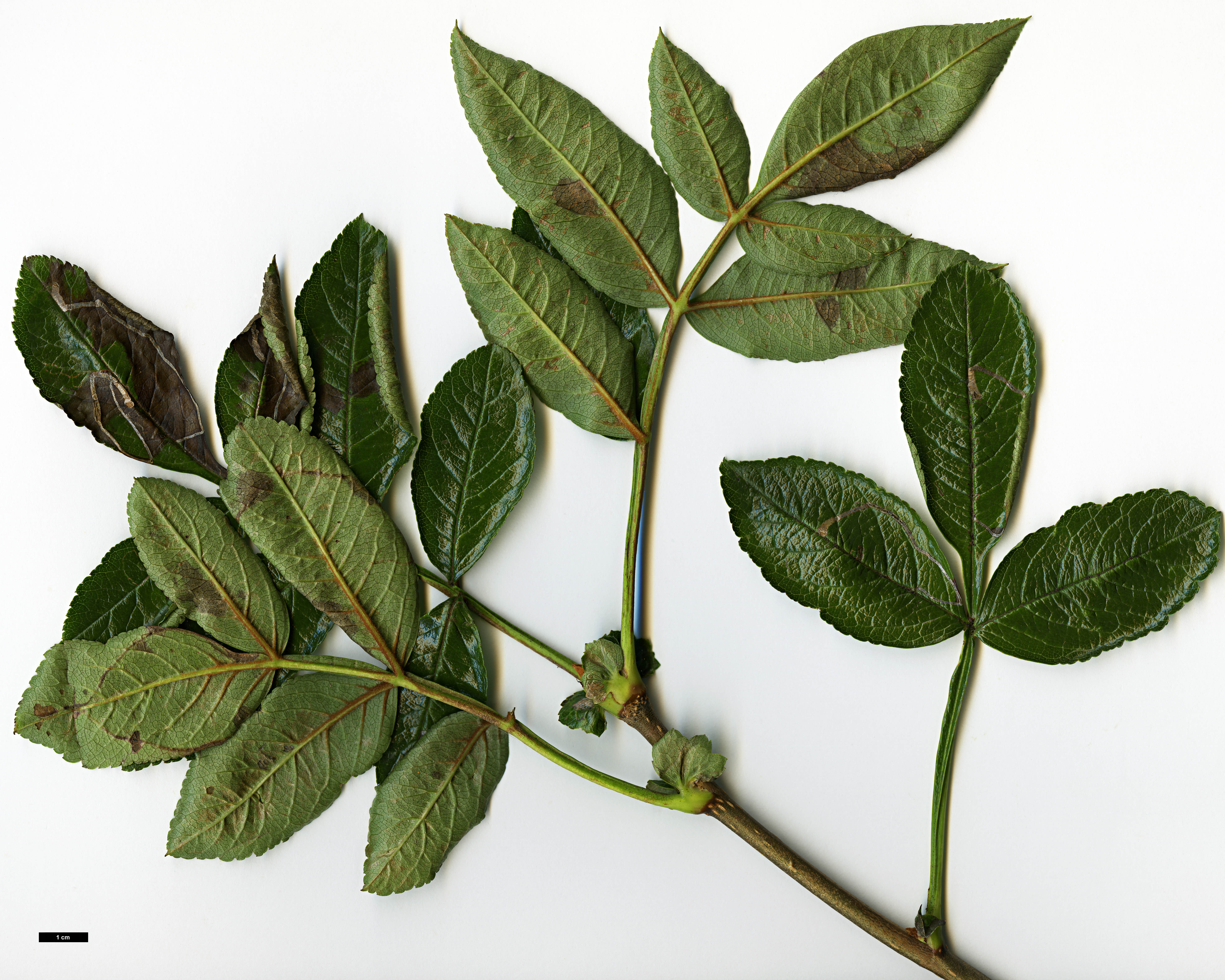 High resolution image: Family: Rosaceae - Genus: Sorbus - Taxon: helenae