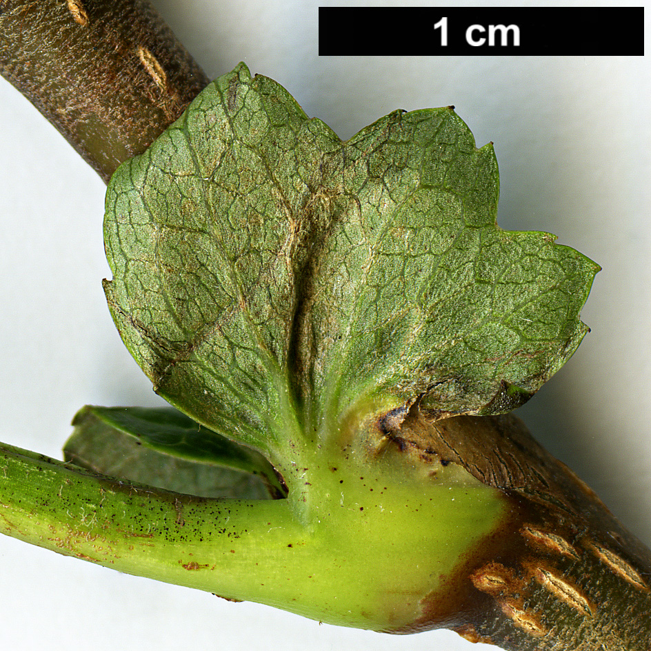 High resolution image: Family: Rosaceae - Genus: Sorbus - Taxon: helenae