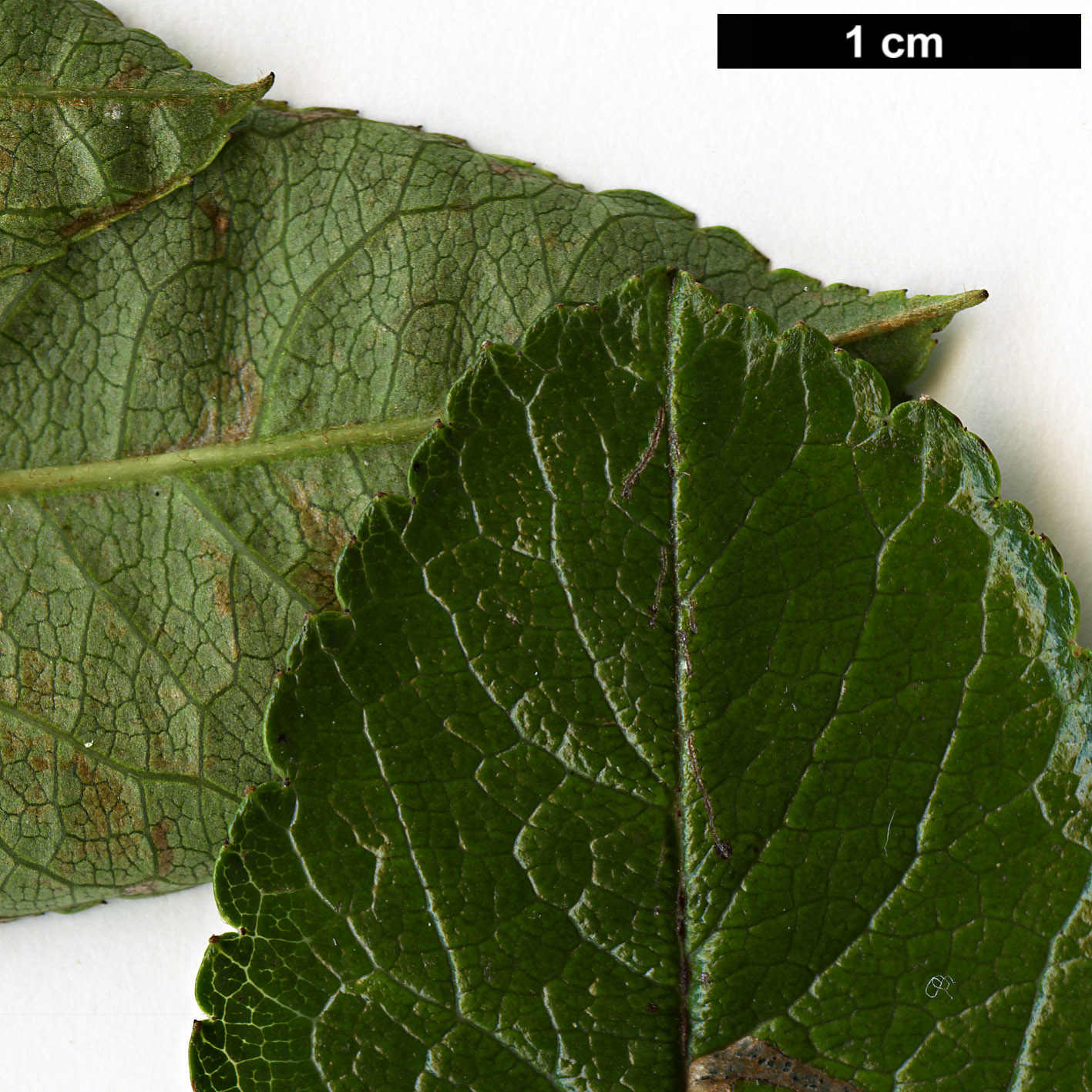 High resolution image: Family: Rosaceae - Genus: Sorbus - Taxon: helenae