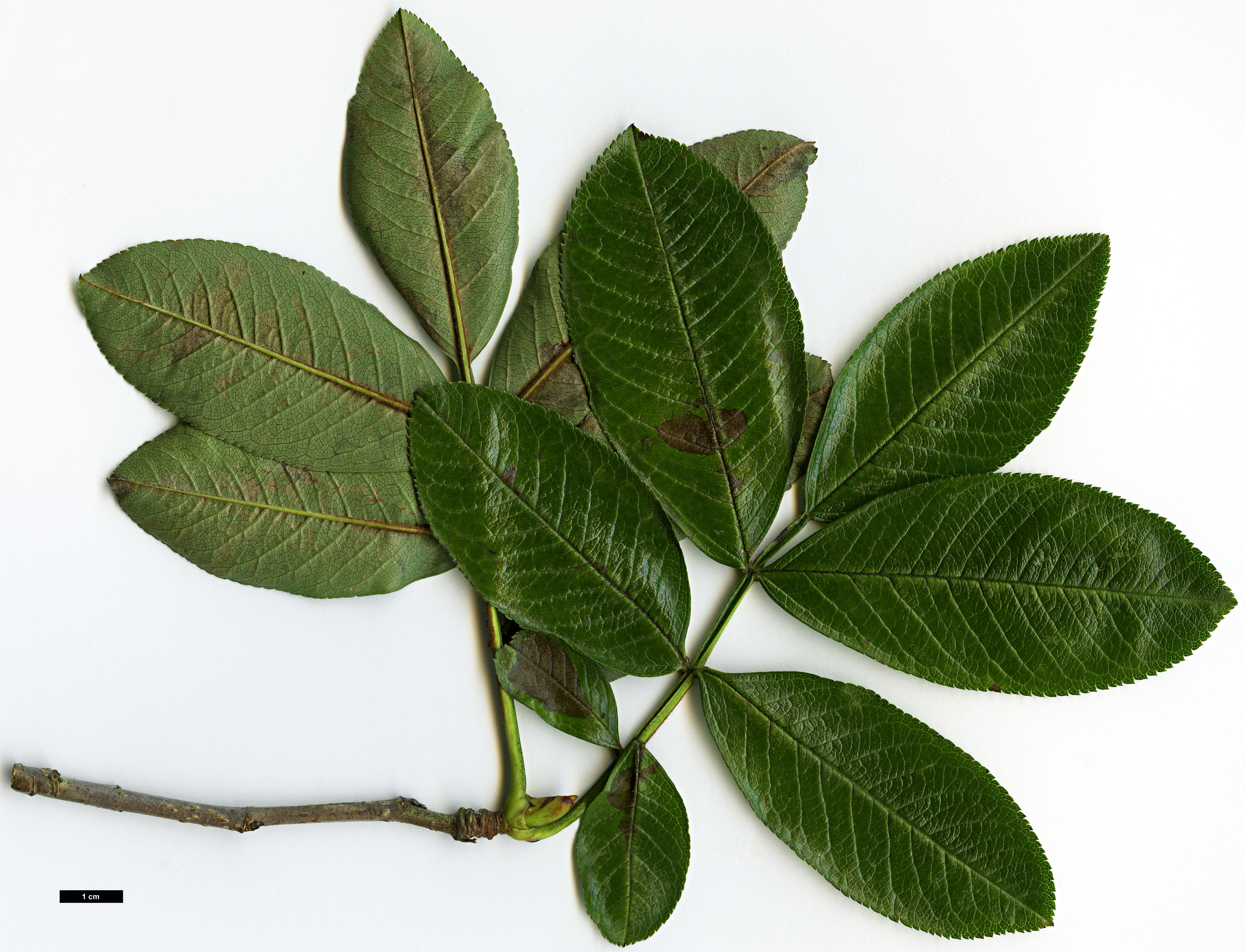 High resolution image: Family: Rosaceae - Genus: Sorbus - Taxon: helenae