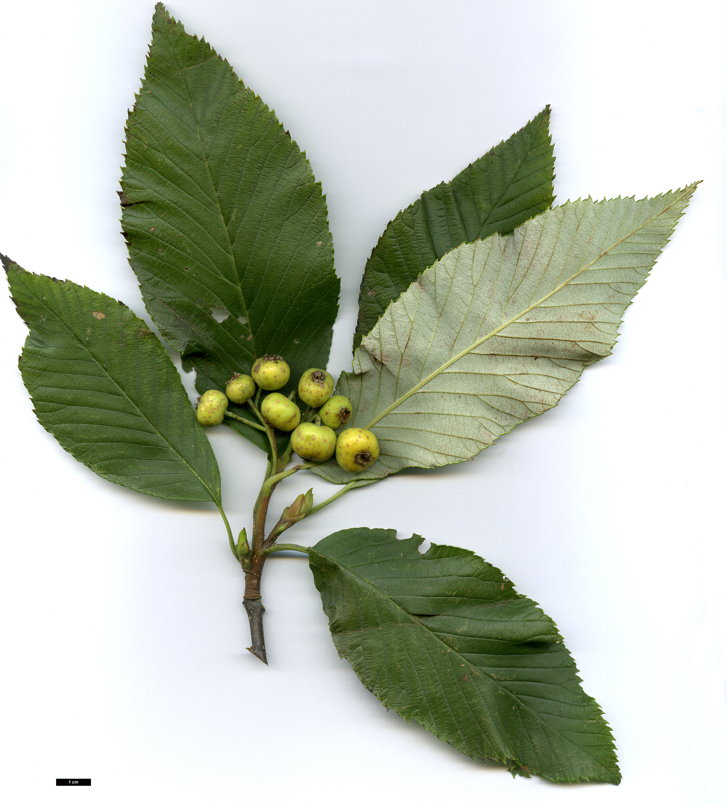 High resolution image: Family: Rosaceae - Genus: Sorbus - Taxon: hemsleyi