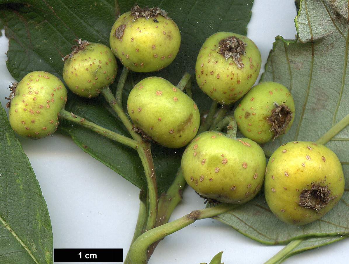 High resolution image: Family: Rosaceae - Genus: Sorbus - Taxon: hemsleyi