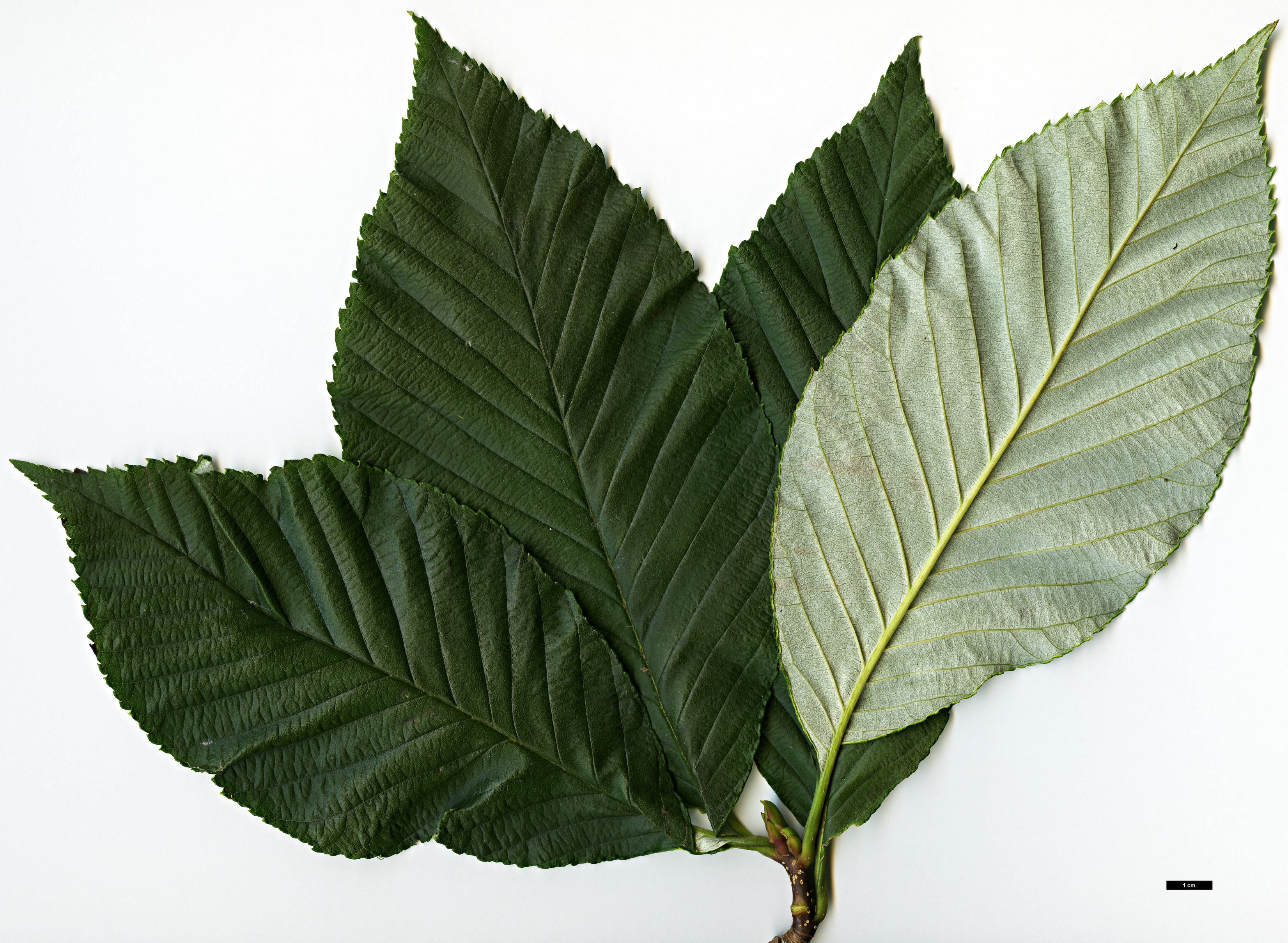 High resolution image: Family: Rosaceae - Genus: Sorbus - Taxon: hemsleyi