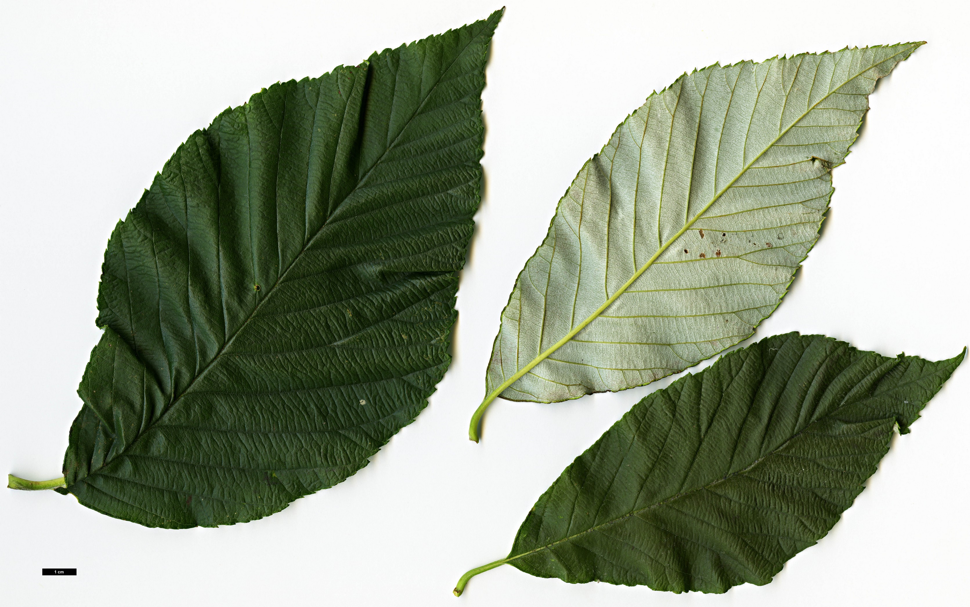 High resolution image: Family: Rosaceae - Genus: Sorbus - Taxon: hemsleyi