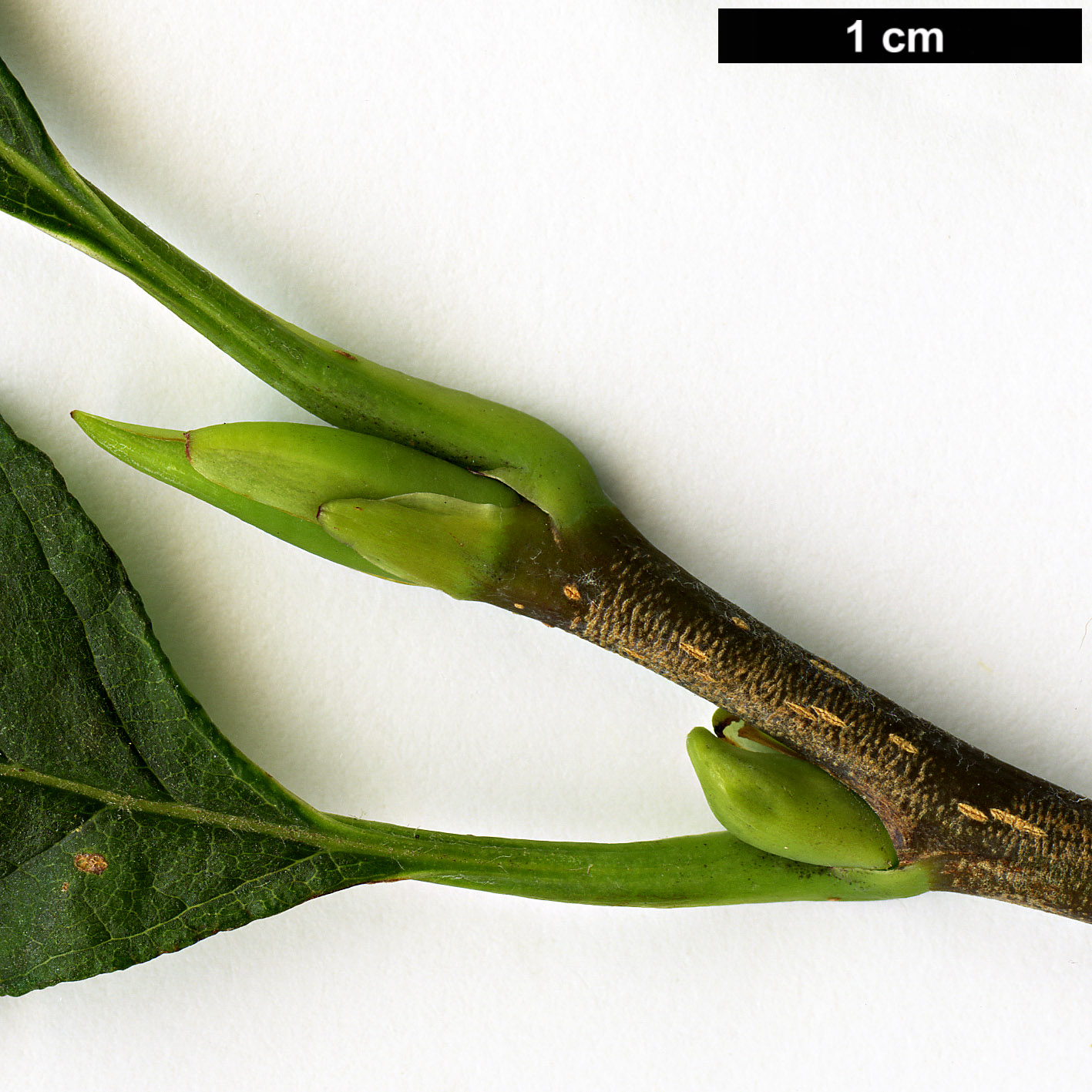 High resolution image: Family: Rosaceae - Genus: Sorbus - Taxon: hemsleyi