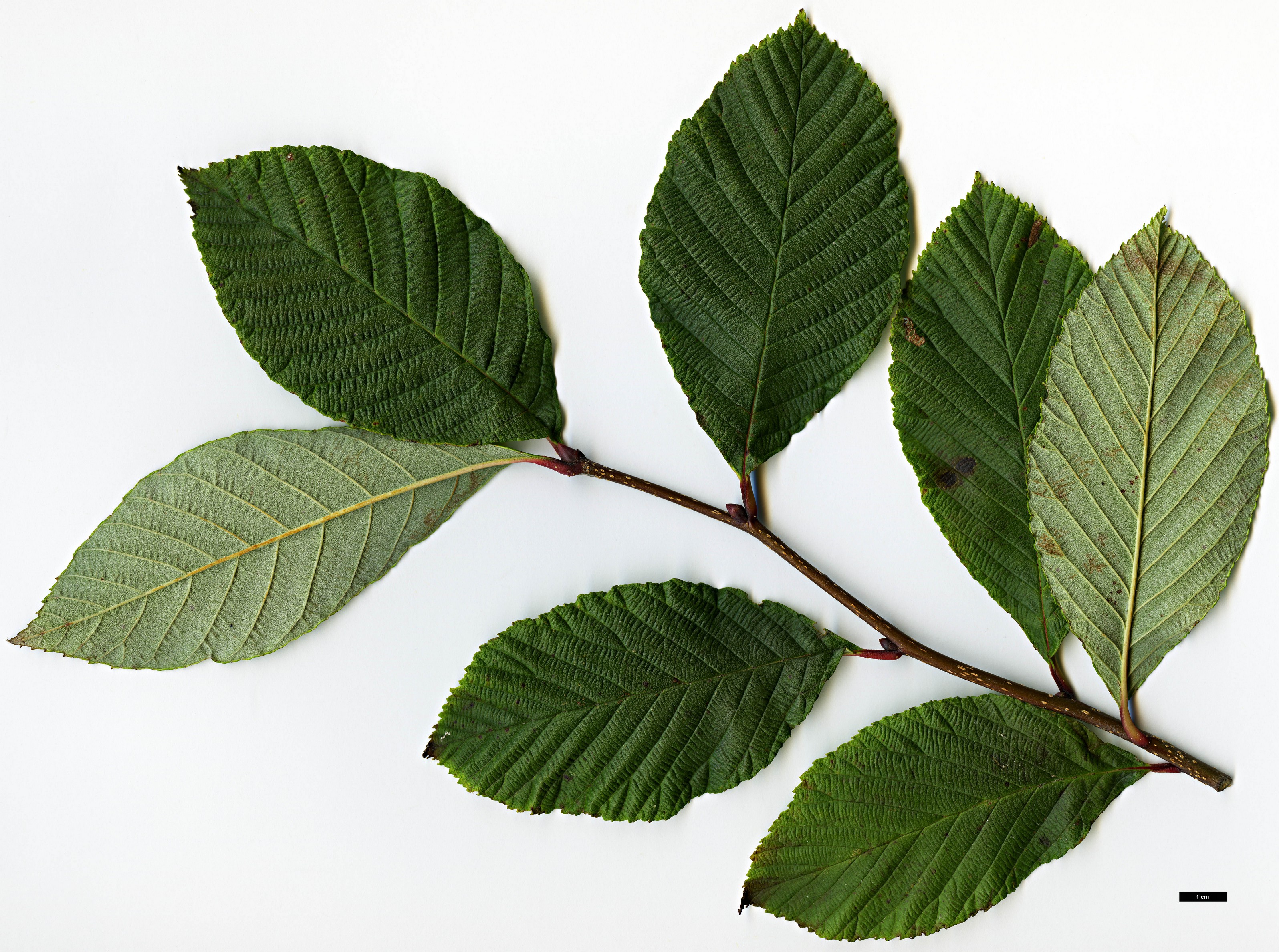 High resolution image: Family: Rosaceae - Genus: Sorbus - Taxon: henryi