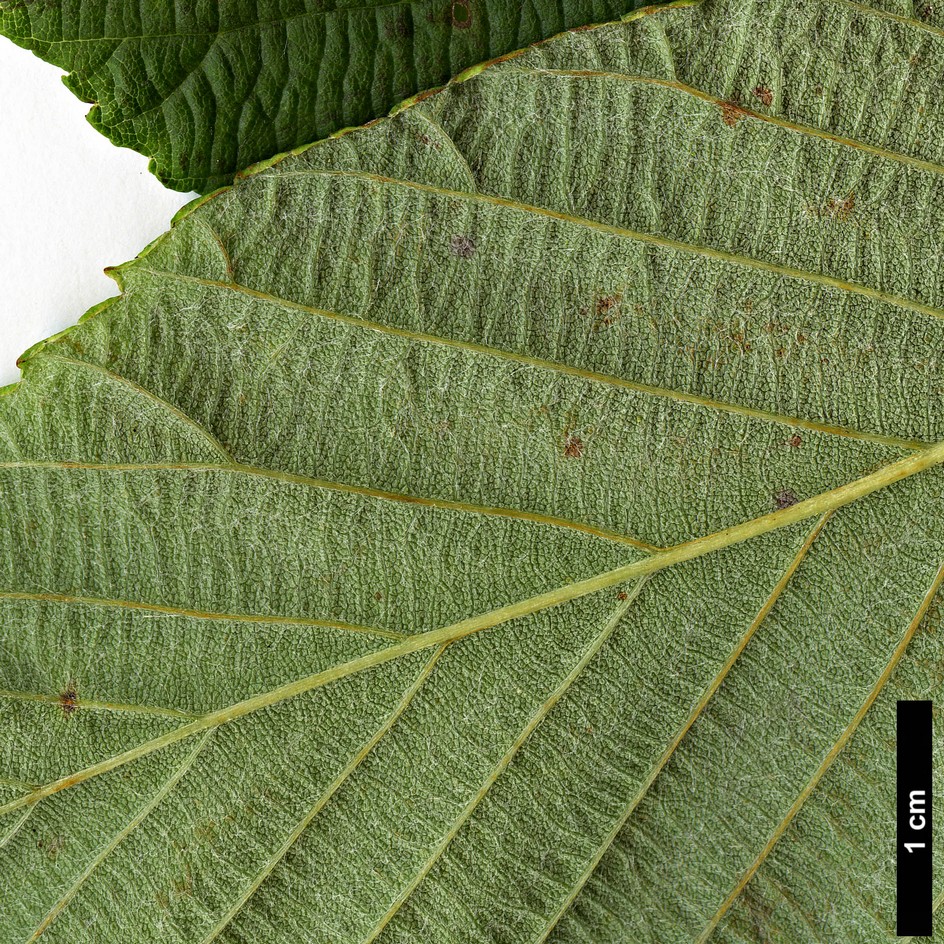 High resolution image: Family: Rosaceae - Genus: Sorbus - Taxon: henryi