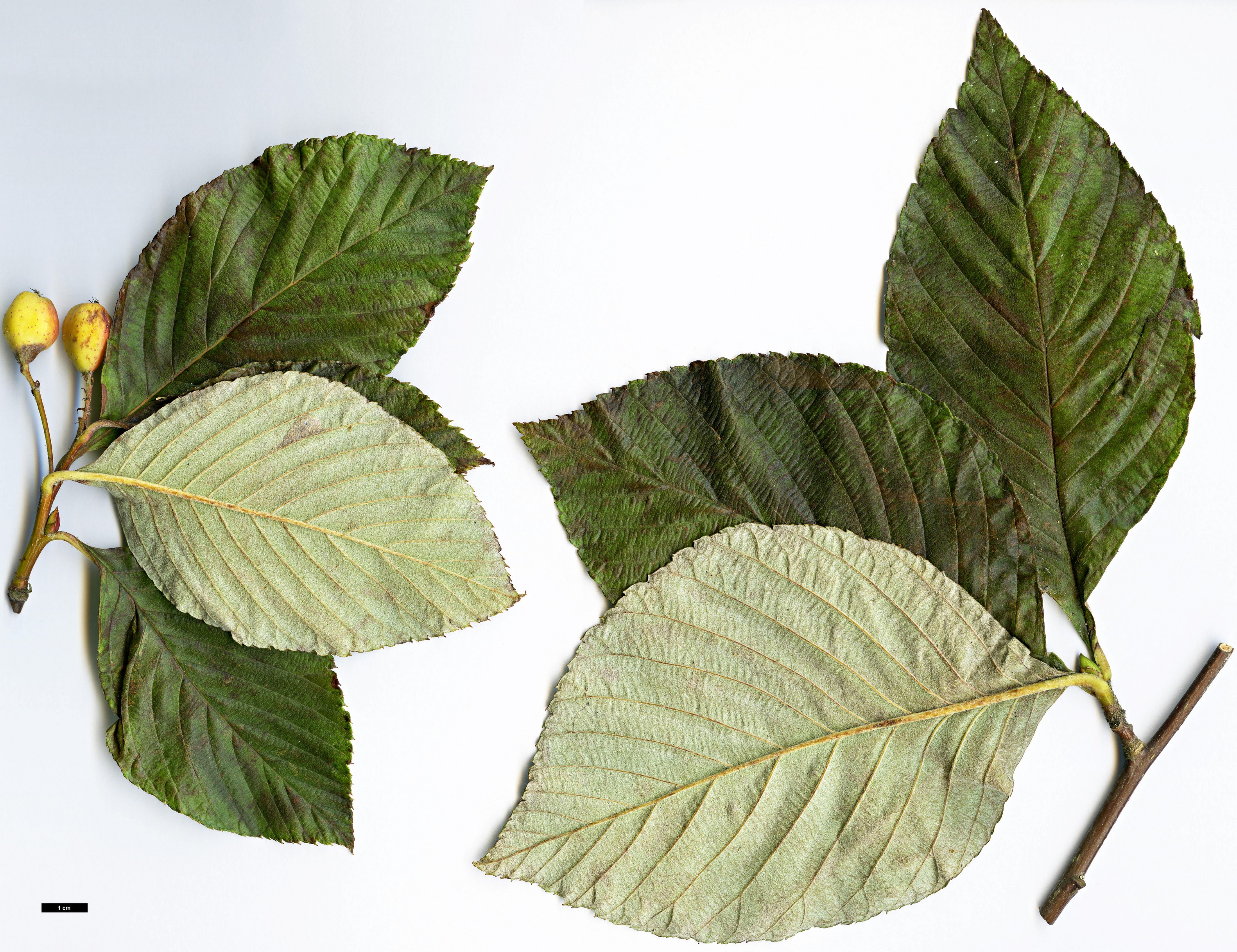 High resolution image: Family: Rosaceae - Genus: Sorbus - Taxon: heseltinei