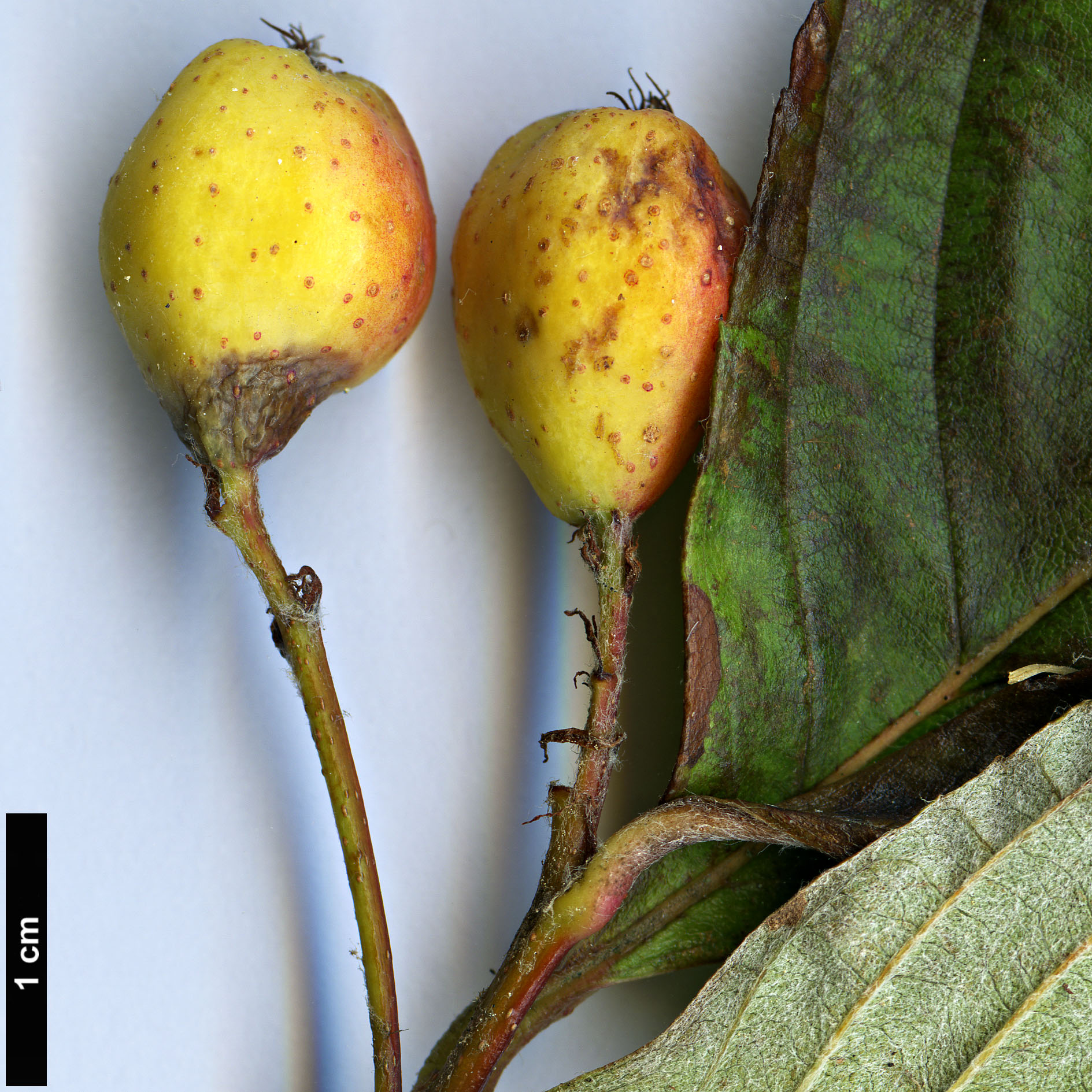 High resolution image: Family: Rosaceae - Genus: Sorbus - Taxon: heseltinei