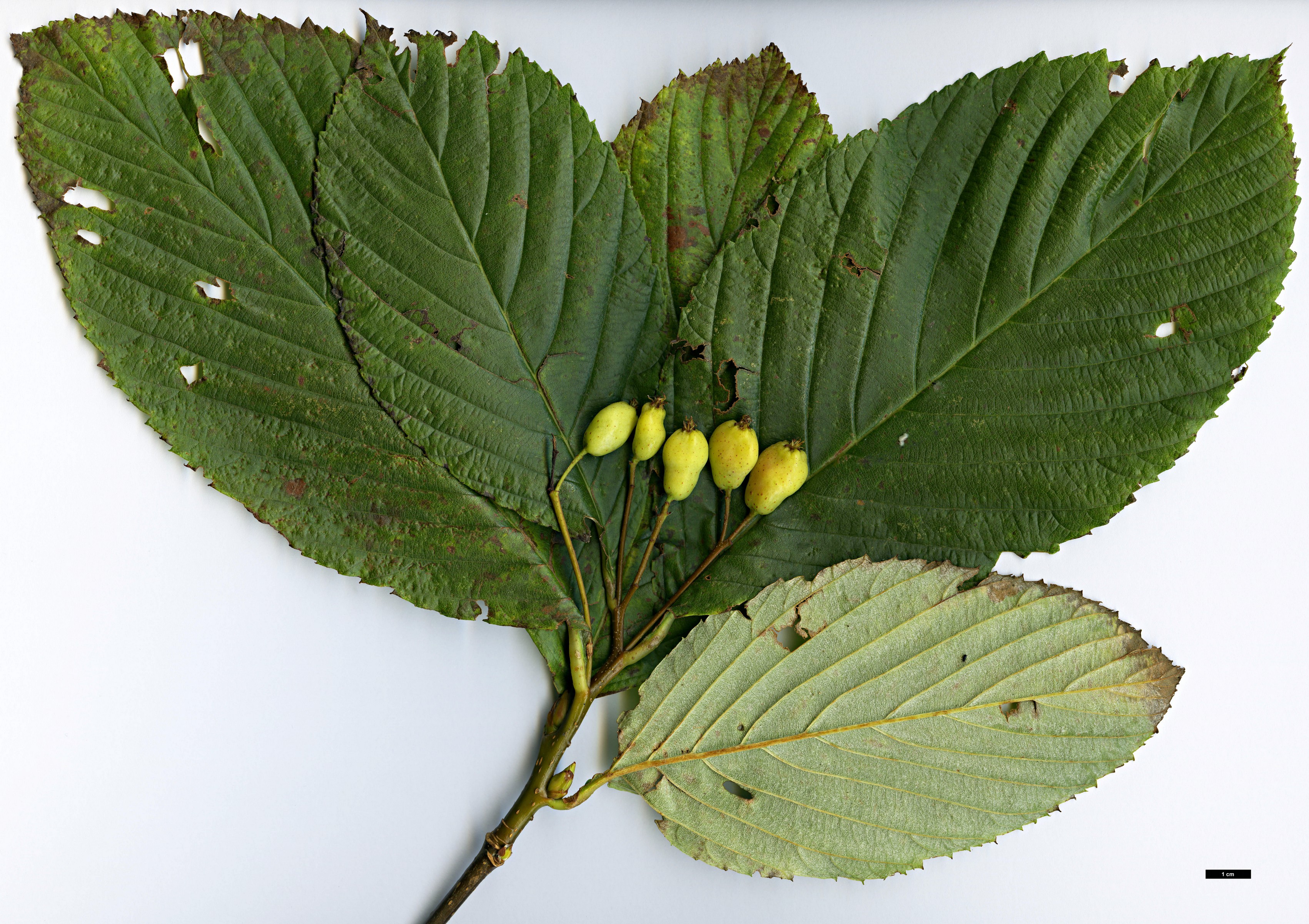 High resolution image: Family: Rosaceae - Genus: Sorbus - Taxon: heseltinei