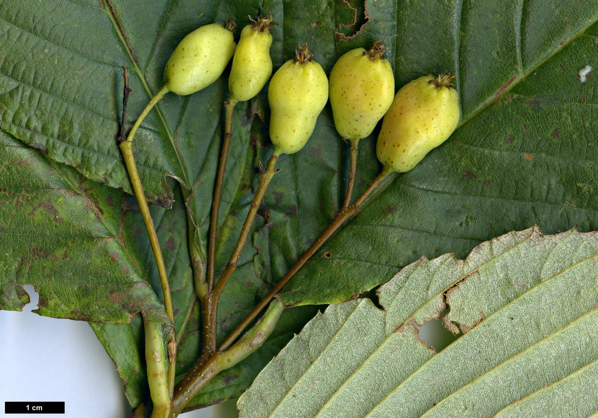 High resolution image: Family: Rosaceae - Genus: Sorbus - Taxon: heseltinei