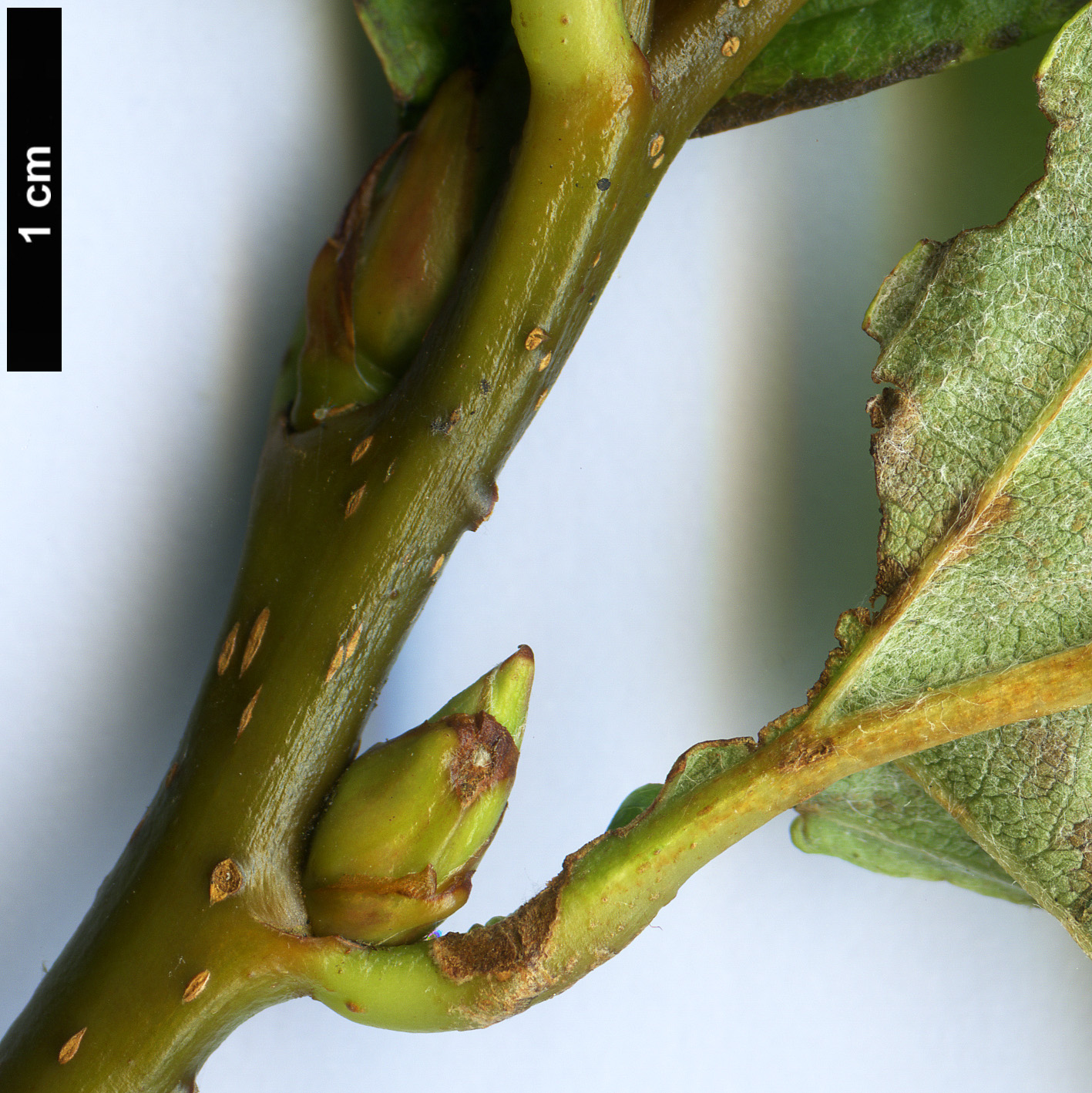 High resolution image: Family: Rosaceae - Genus: Sorbus - Taxon: heseltinei