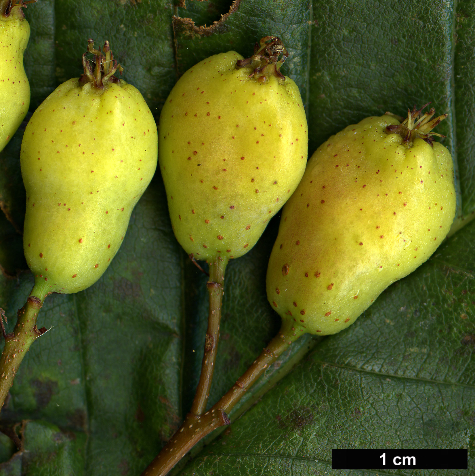 High resolution image: Family: Rosaceae - Genus: Sorbus - Taxon: heseltinei