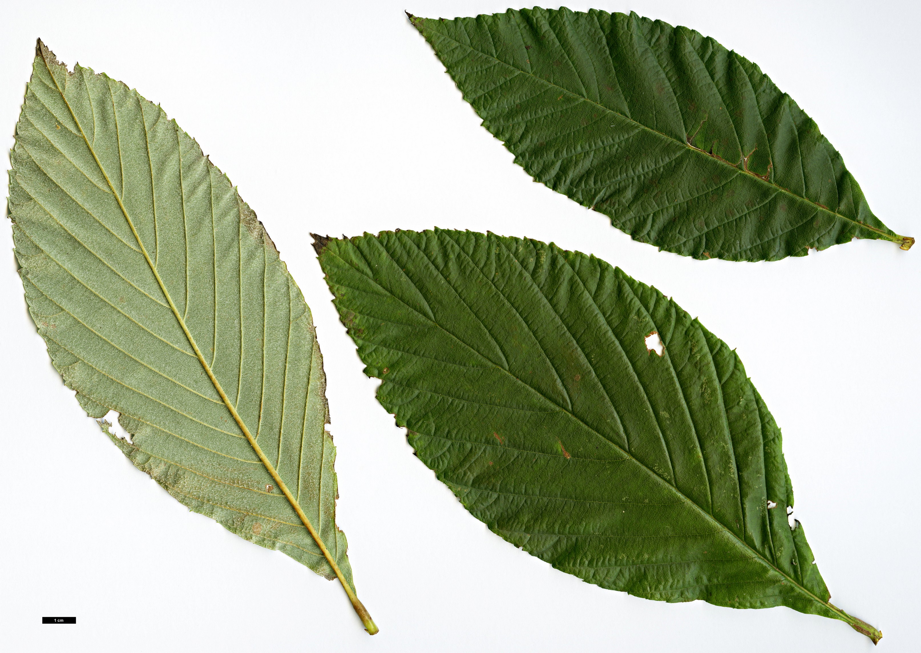 High resolution image: Family: Rosaceae - Genus: Sorbus - Taxon: heseltinei