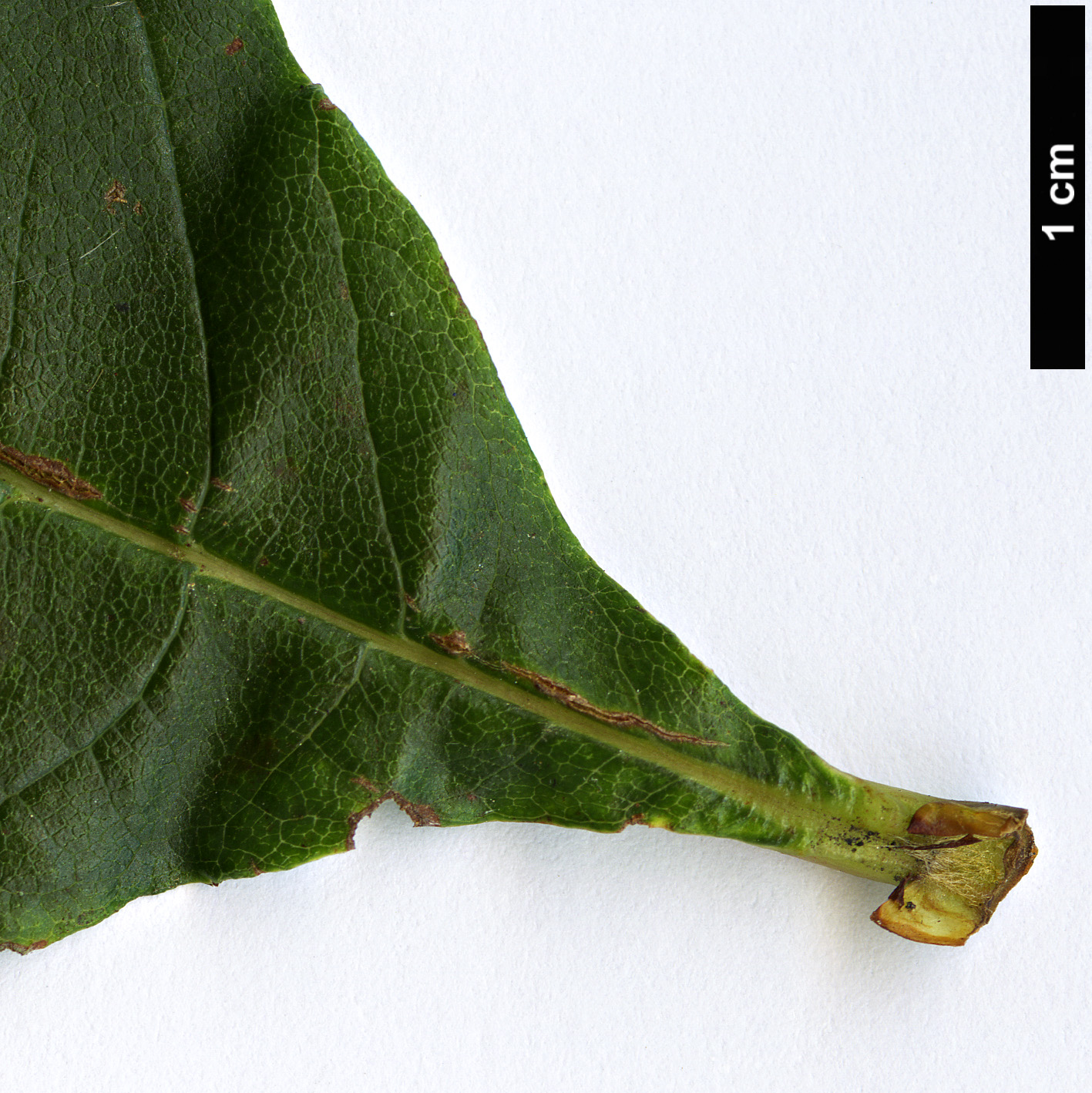 High resolution image: Family: Rosaceae - Genus: Sorbus - Taxon: heseltinei