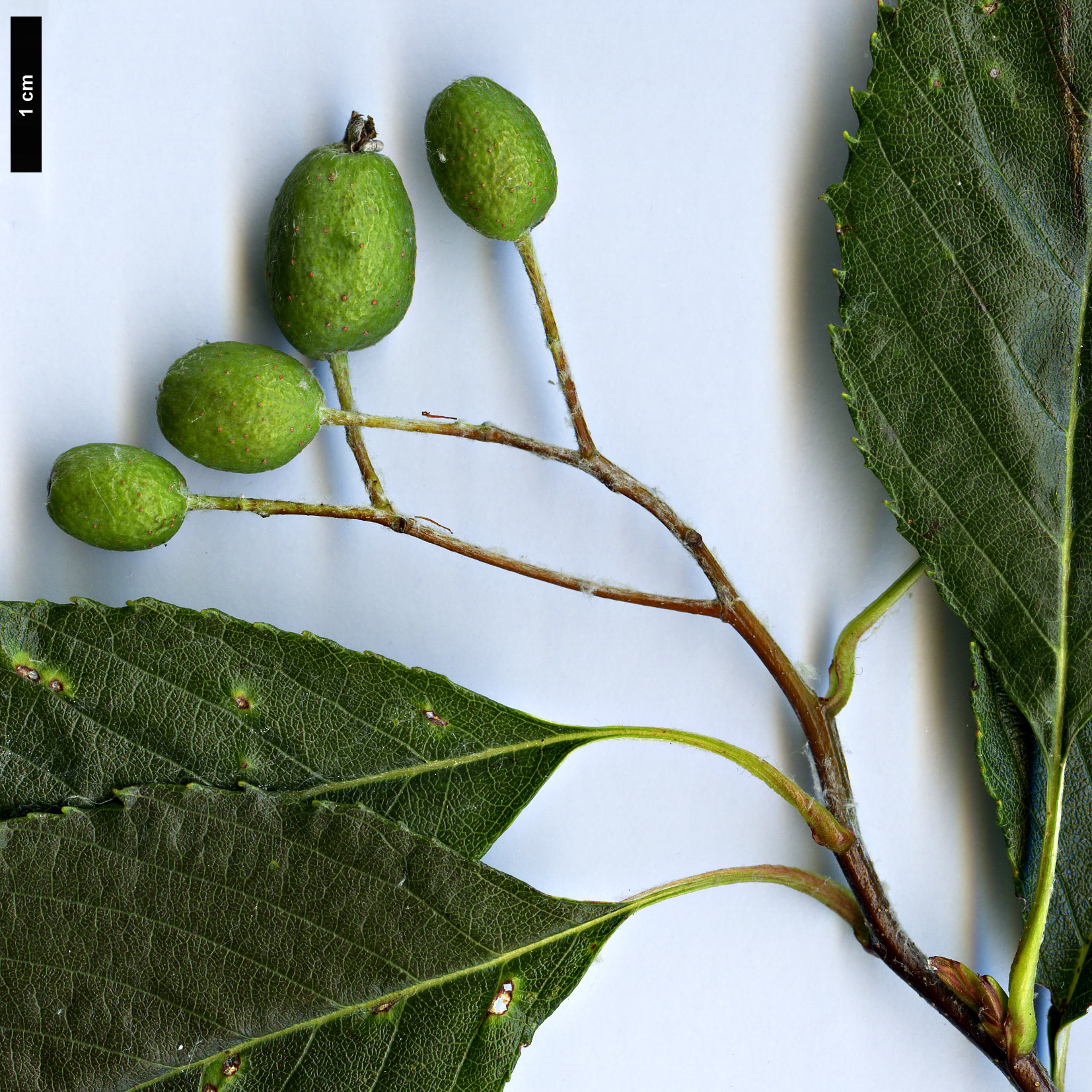 High resolution image: Family: Rosaceae - Genus: Sorbus - Taxon: hunanica