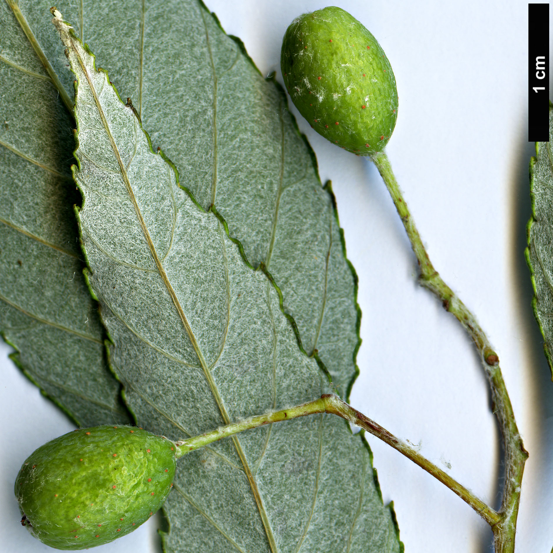 High resolution image: Family: Rosaceae - Genus: Sorbus - Taxon: hunanica