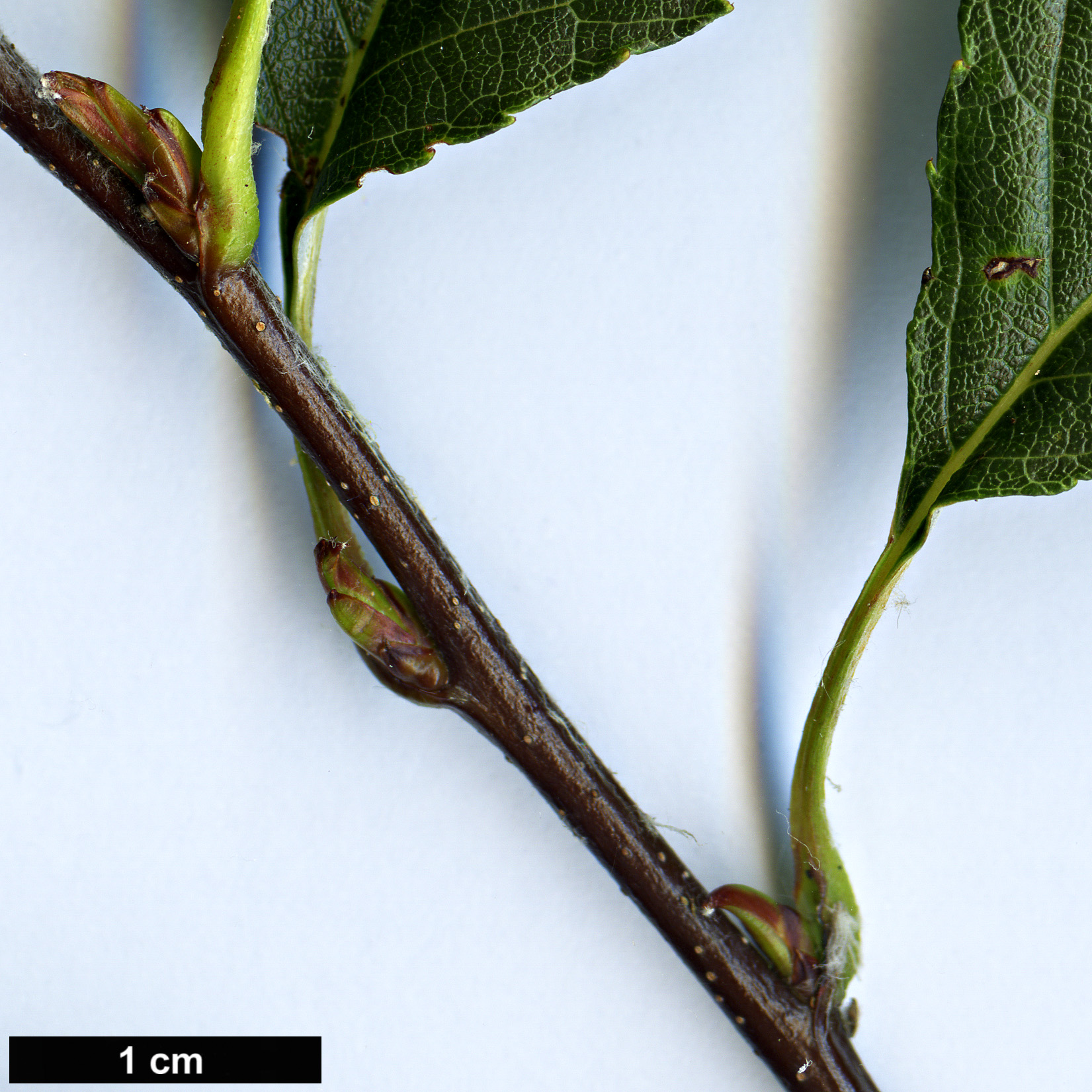 High resolution image: Family: Rosaceae - Genus: Sorbus - Taxon: hunanica