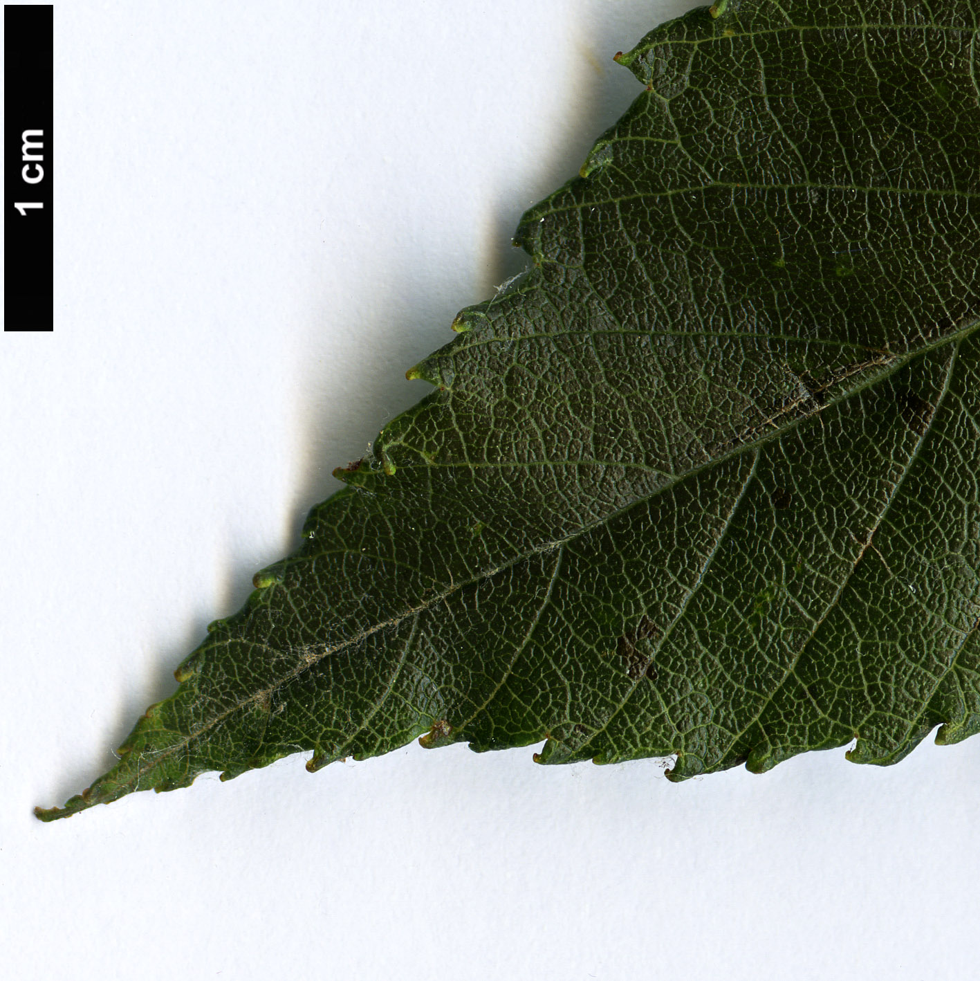 High resolution image: Family: Rosaceae - Genus: Sorbus - Taxon: hunanica