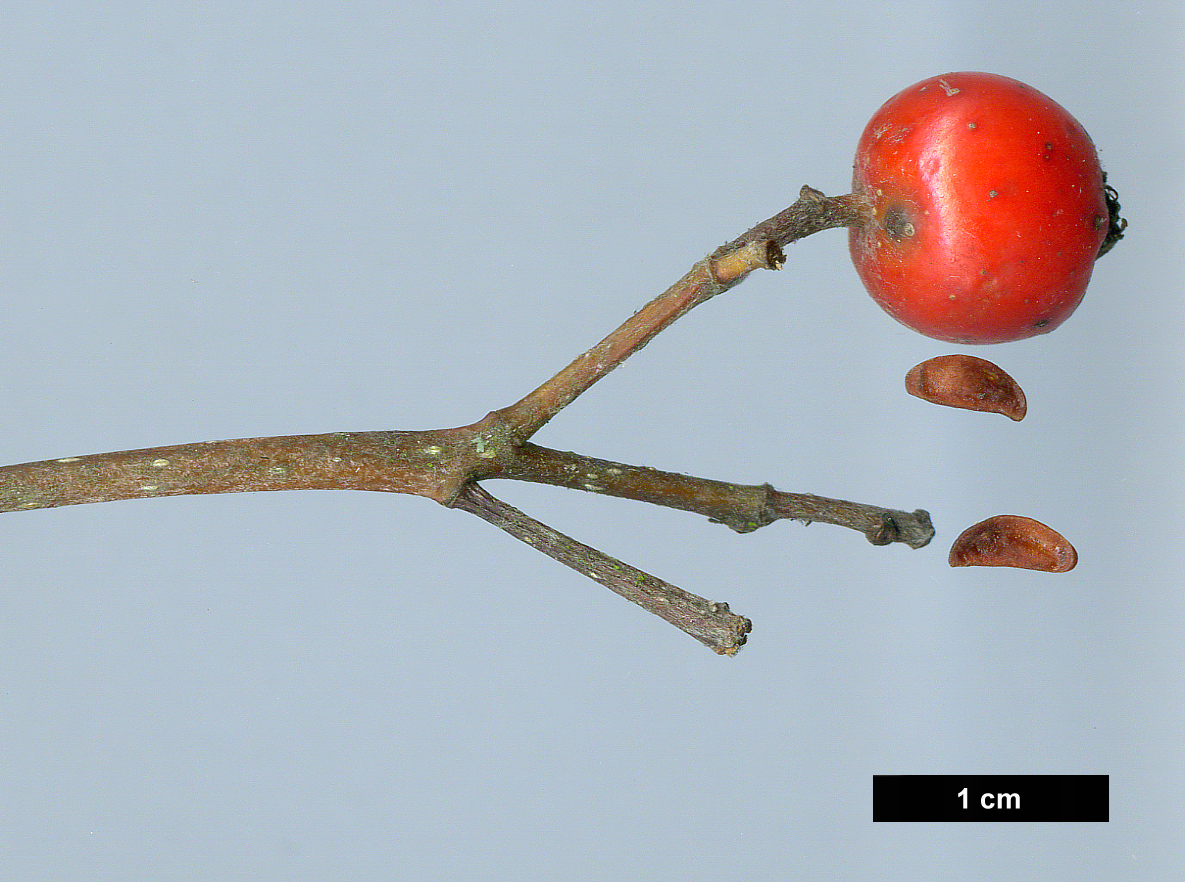 High resolution image: Family: Rosaceae - Genus: Sorbus - Taxon: hybrida