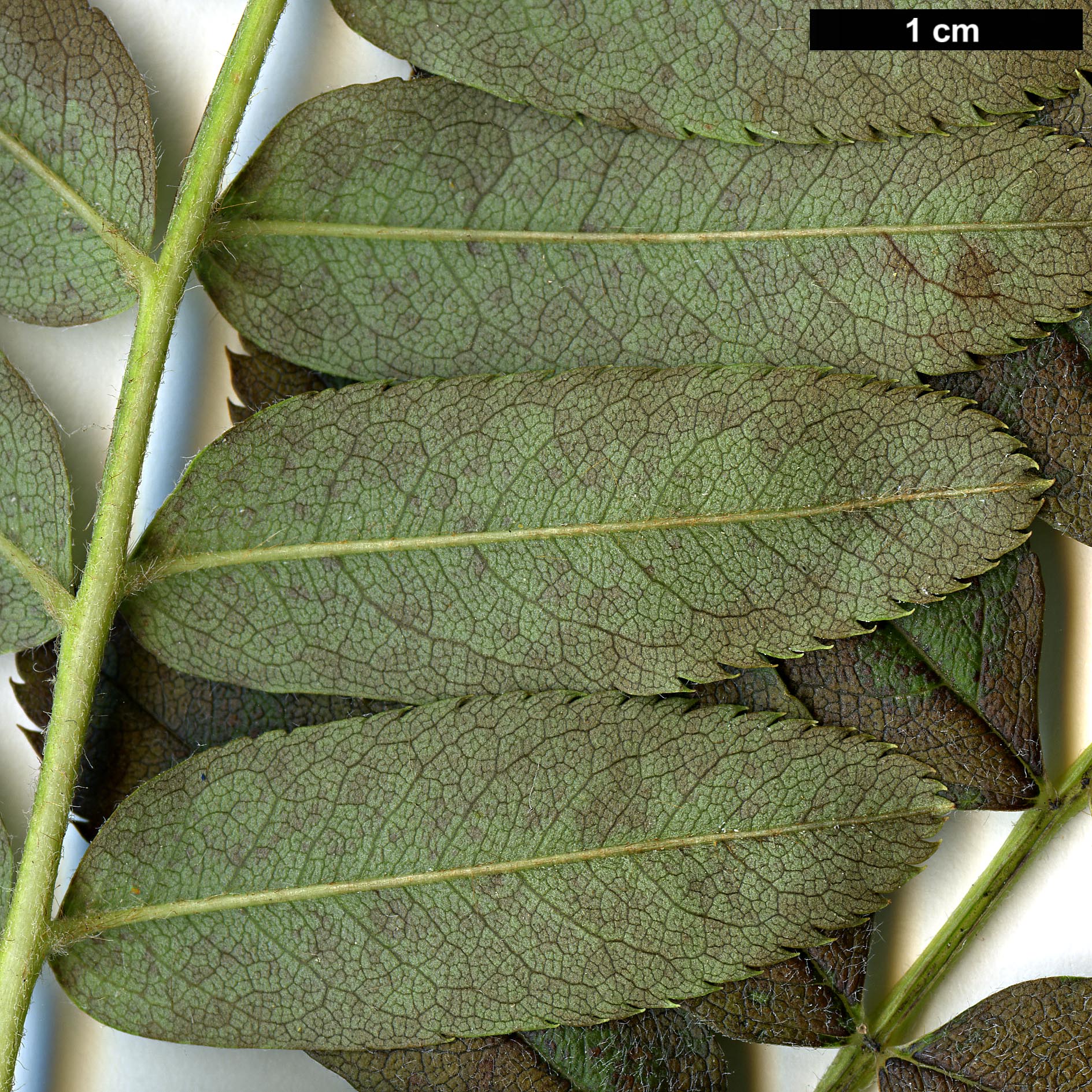 High resolution image: Family: Rosaceae - Genus: Sorbus - Taxon: hypoglauca