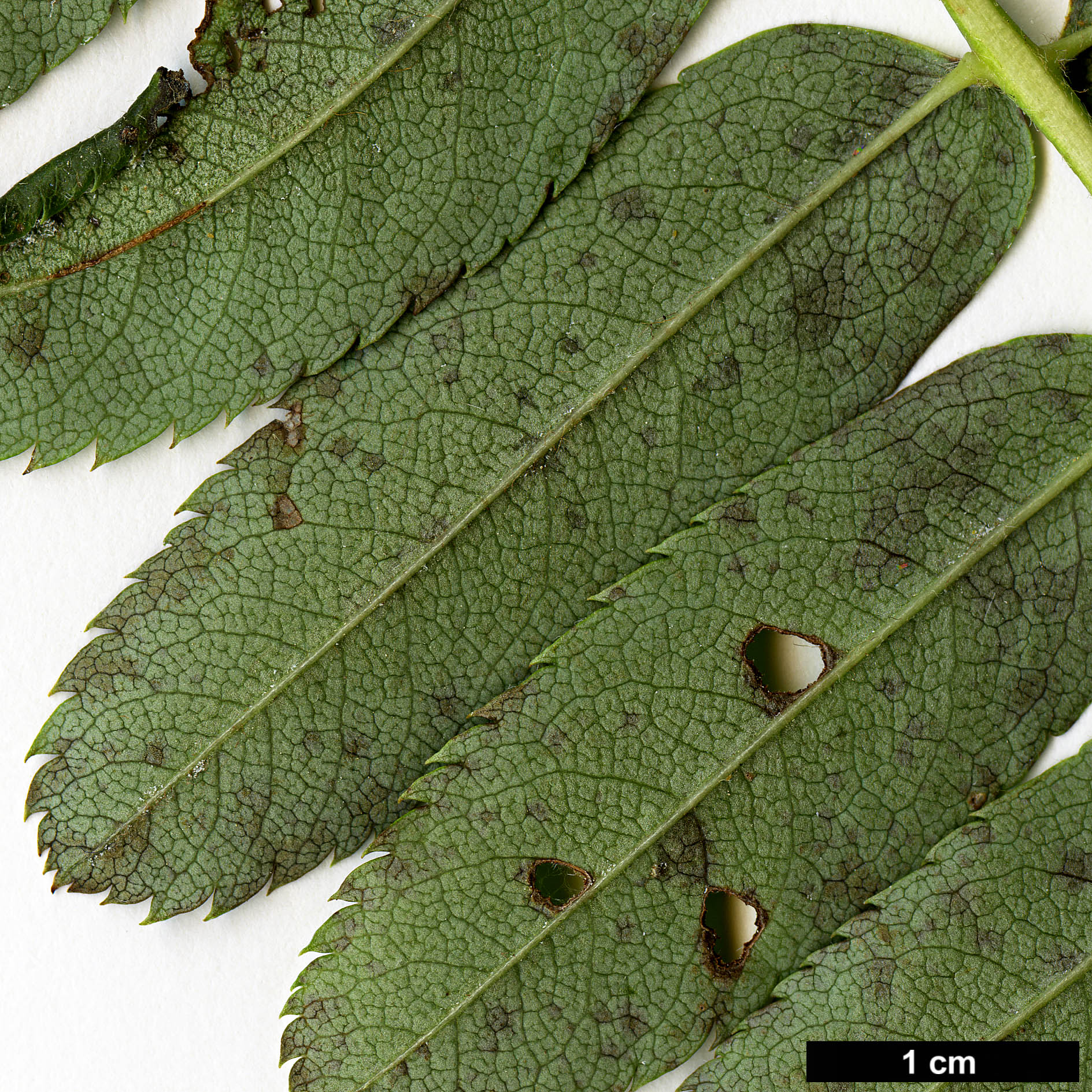 High resolution image: Family: Rosaceae - Genus: Sorbus - Taxon: hypoglauca