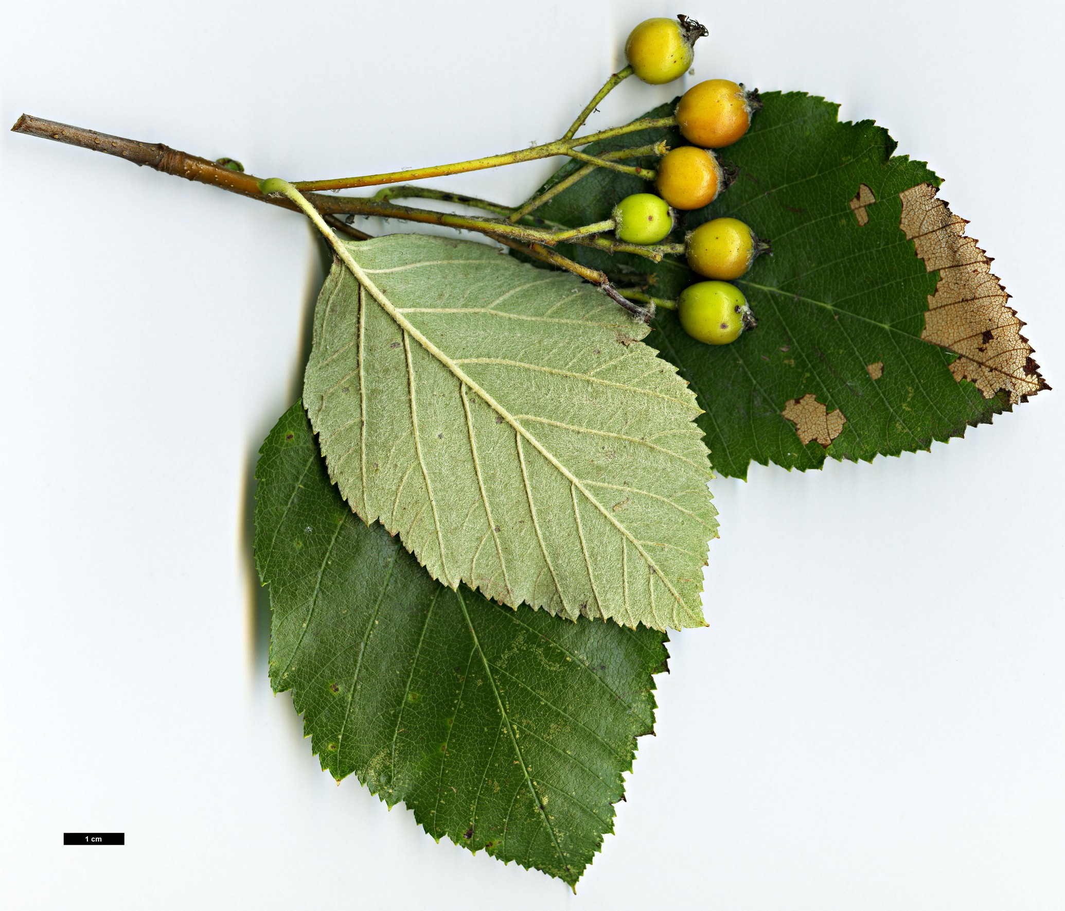 High resolution image: Family: Rosaceae - Genus: Sorbus - Taxon: karpatii