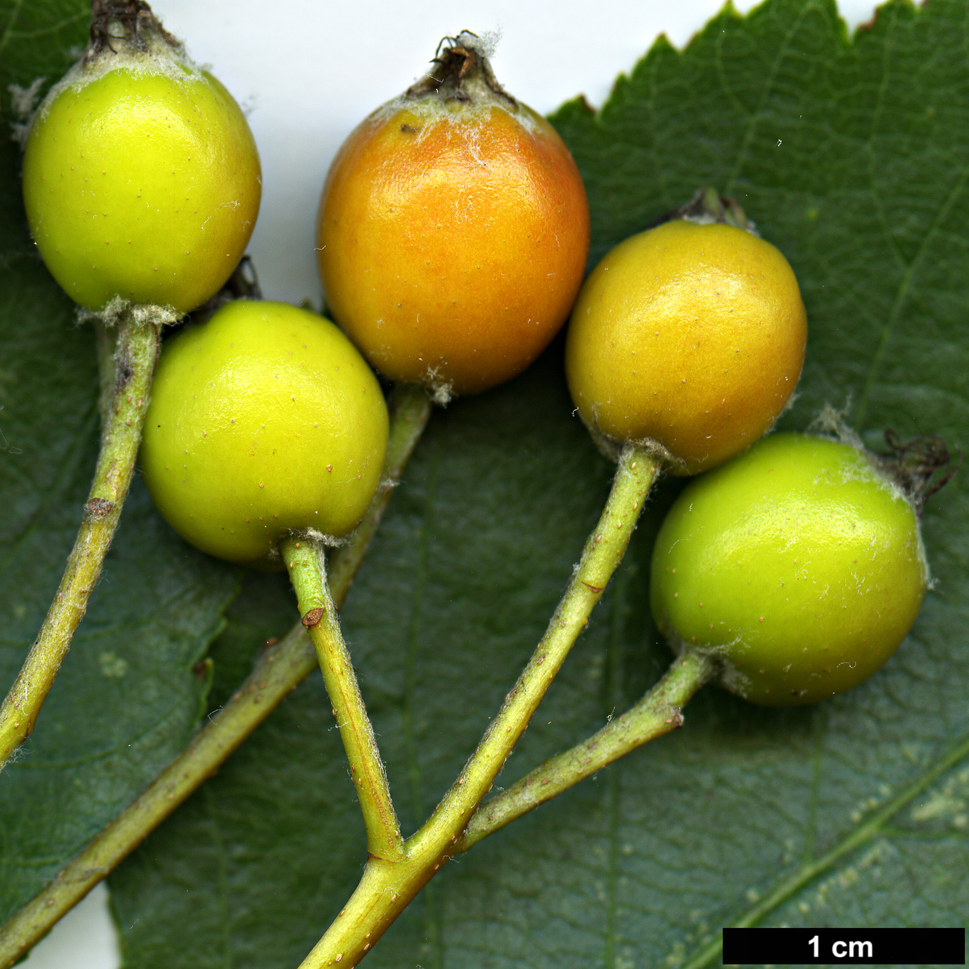 High resolution image: Family: Rosaceae - Genus: Sorbus - Taxon: karpatii