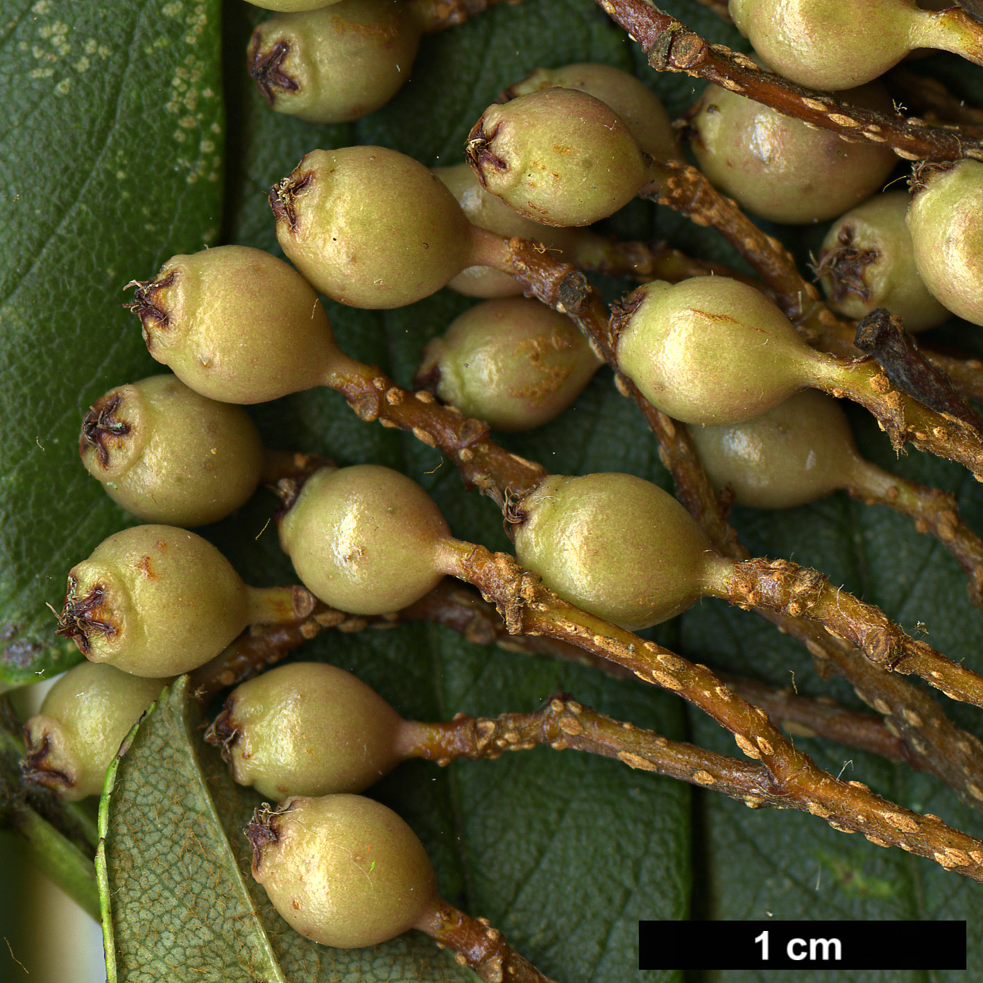 High resolution image: Family: Rosaceae - Genus: Sorbus - Taxon: keenanii