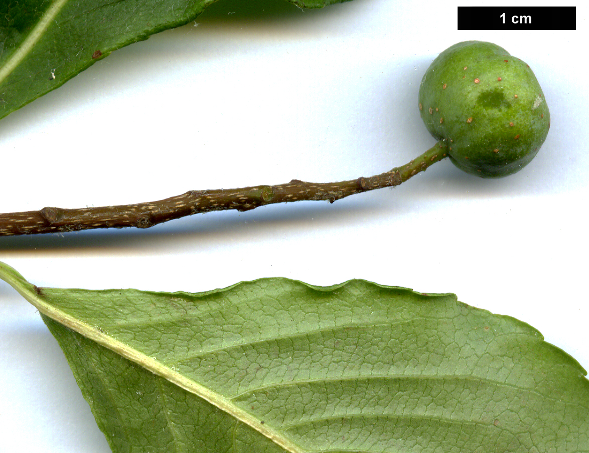 High resolution image: Family: Rosaceae - Genus: Sorbus - Taxon: keissleri