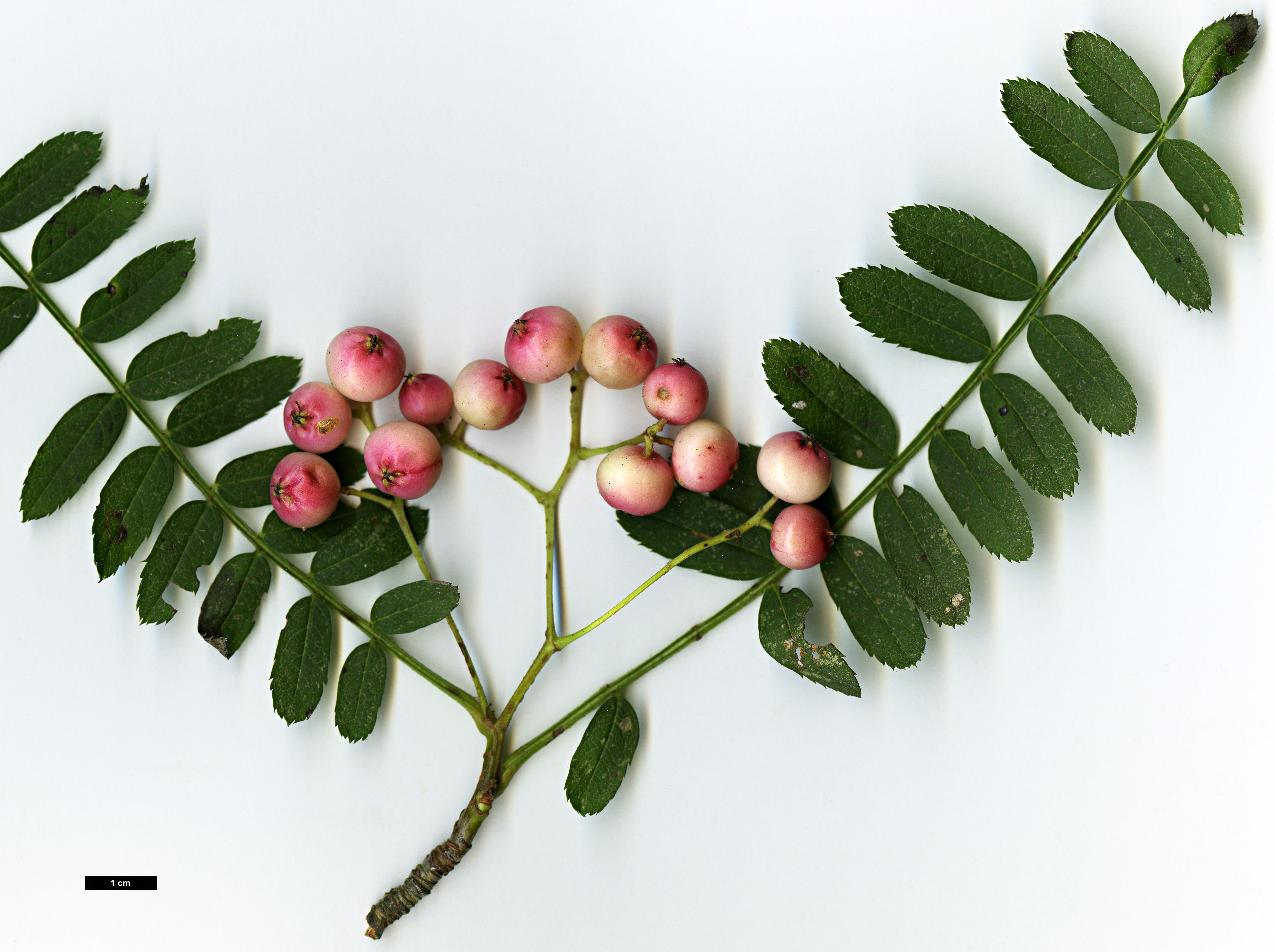 High resolution image: Family: Rosaceae - Genus: Sorbus - Taxon: khumbuensis