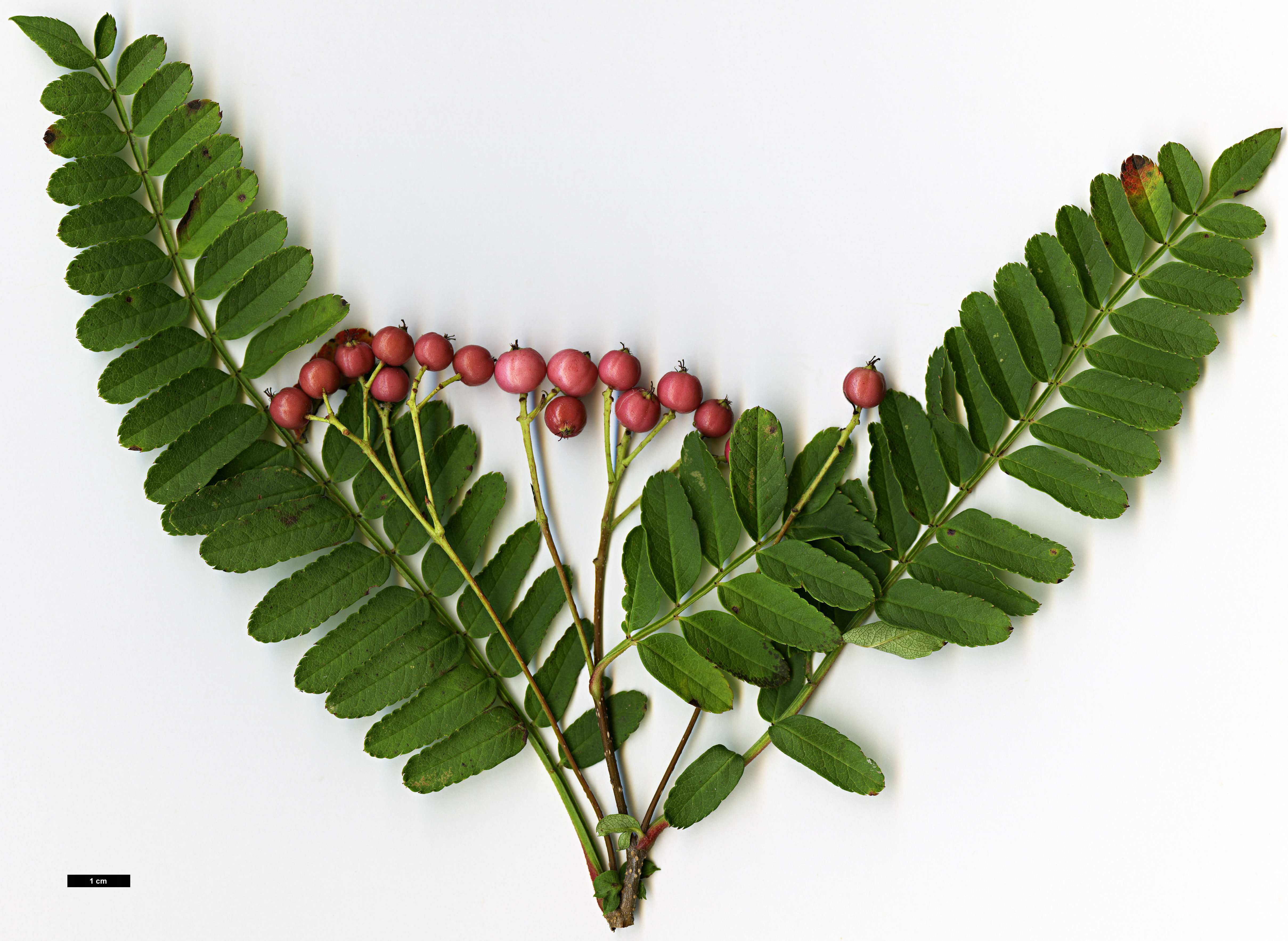 High resolution image: Family: Rosaceae - Genus: Sorbus - Taxon: koehneana