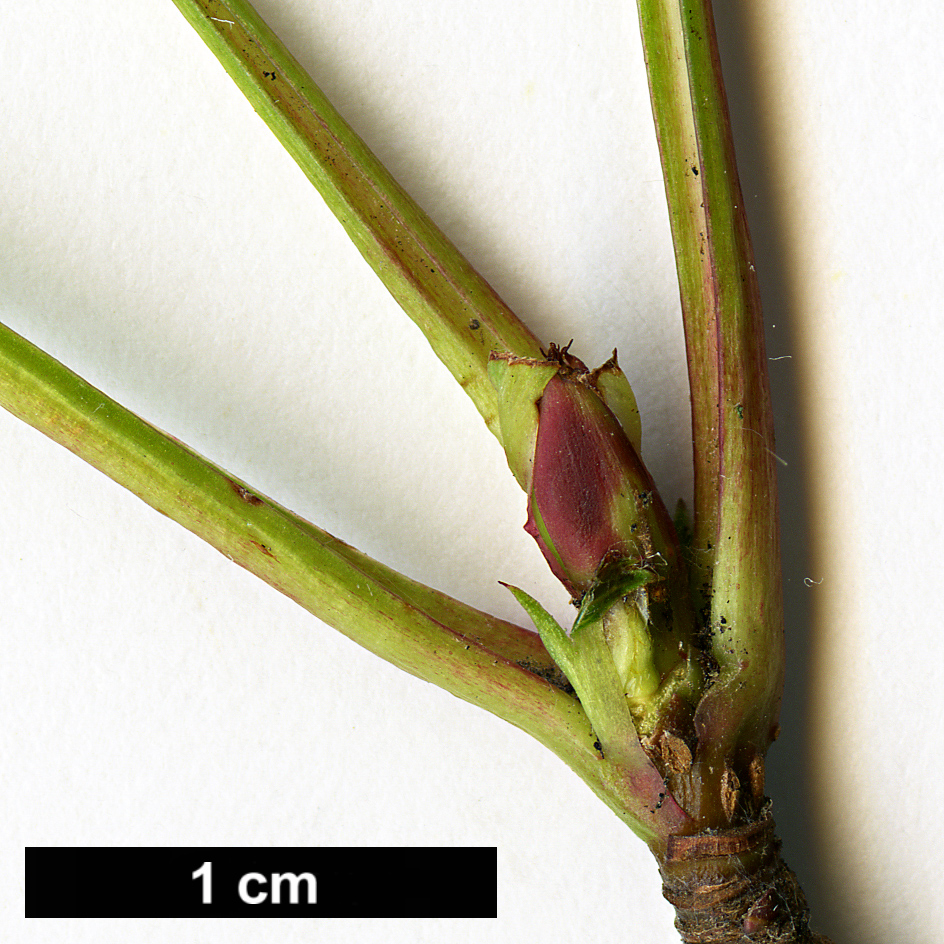 High resolution image: Family: Rosaceae - Genus: Sorbus - Taxon: kurzii